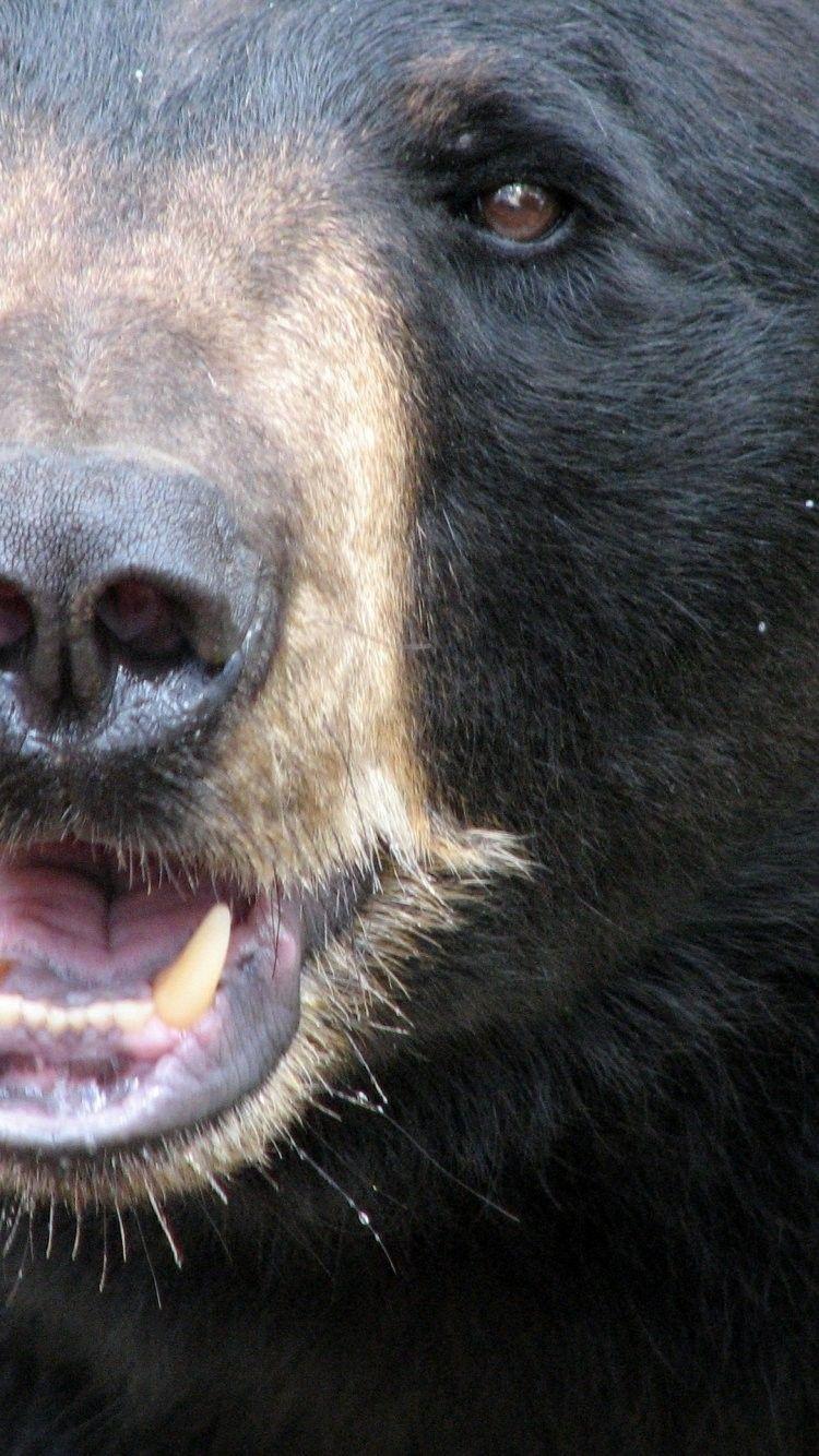 Black Bears Wallpapers Wallpaper Cave
