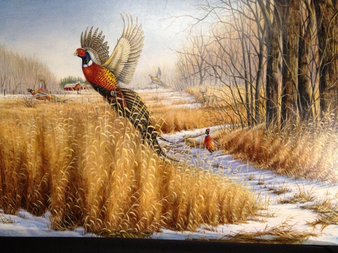 Pheasant Wallpapers Wallpaper Cave