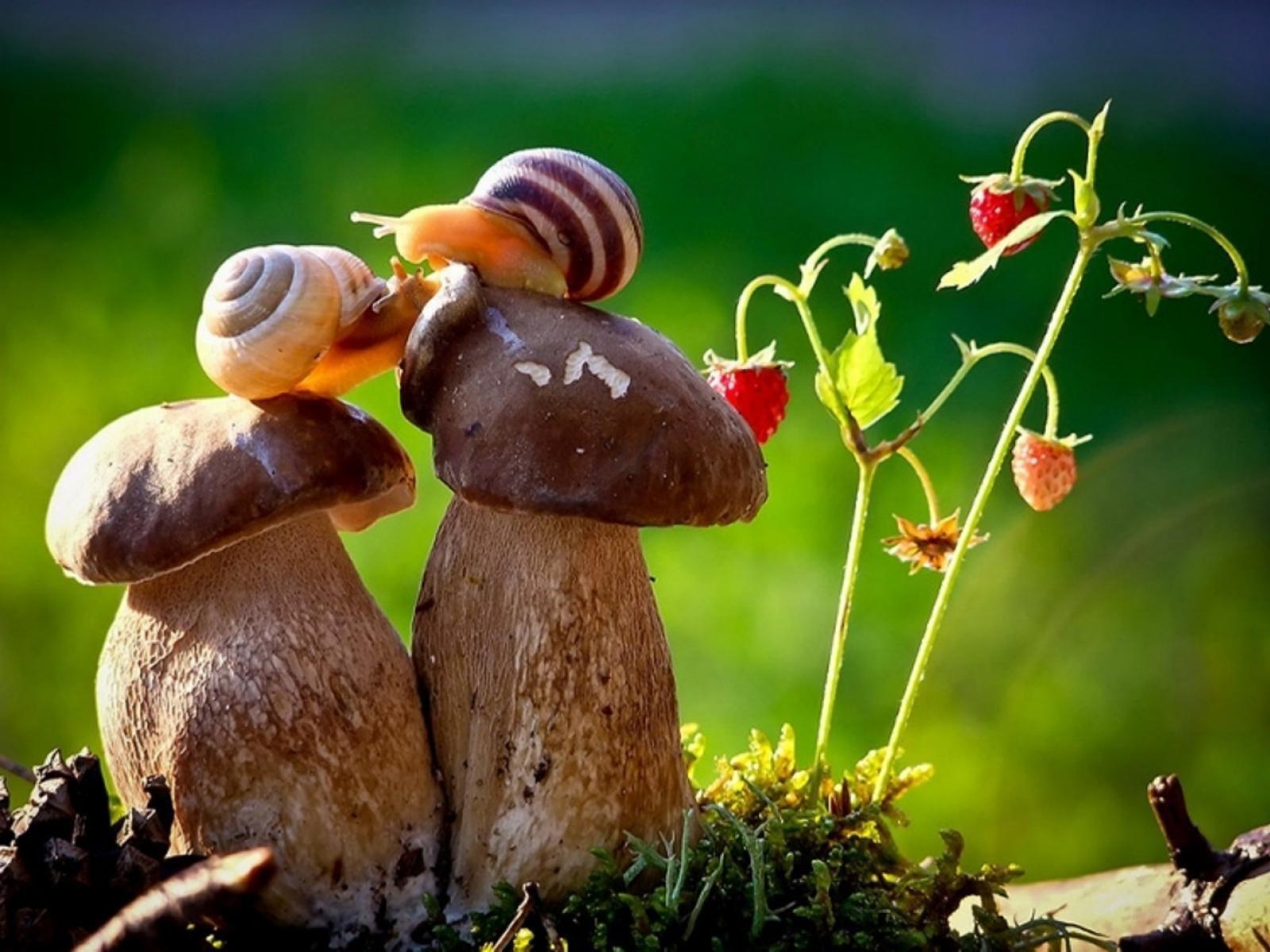 Cute Snails Wallpapers Wallpaper Cave