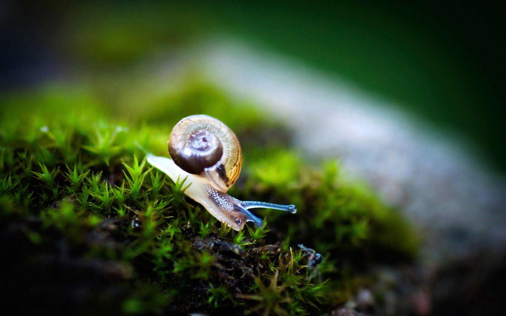 Snails Wallpapers Wallpaper Cave