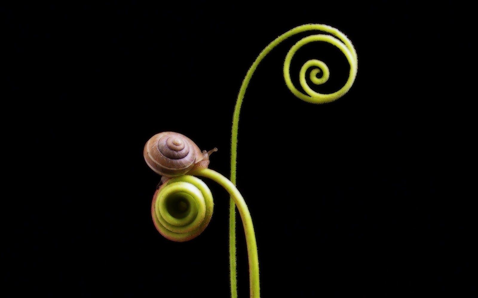 Cute Snails Wallpapers Wallpaper Cave