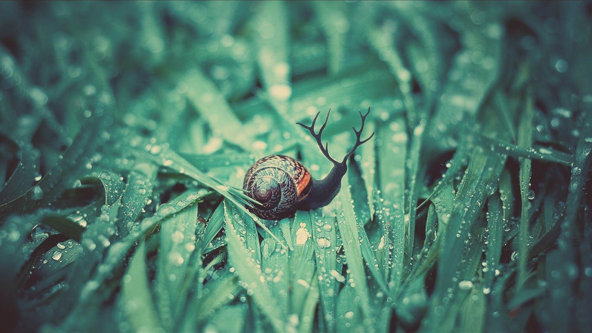 Snails Wallpapers Wallpaper Cave