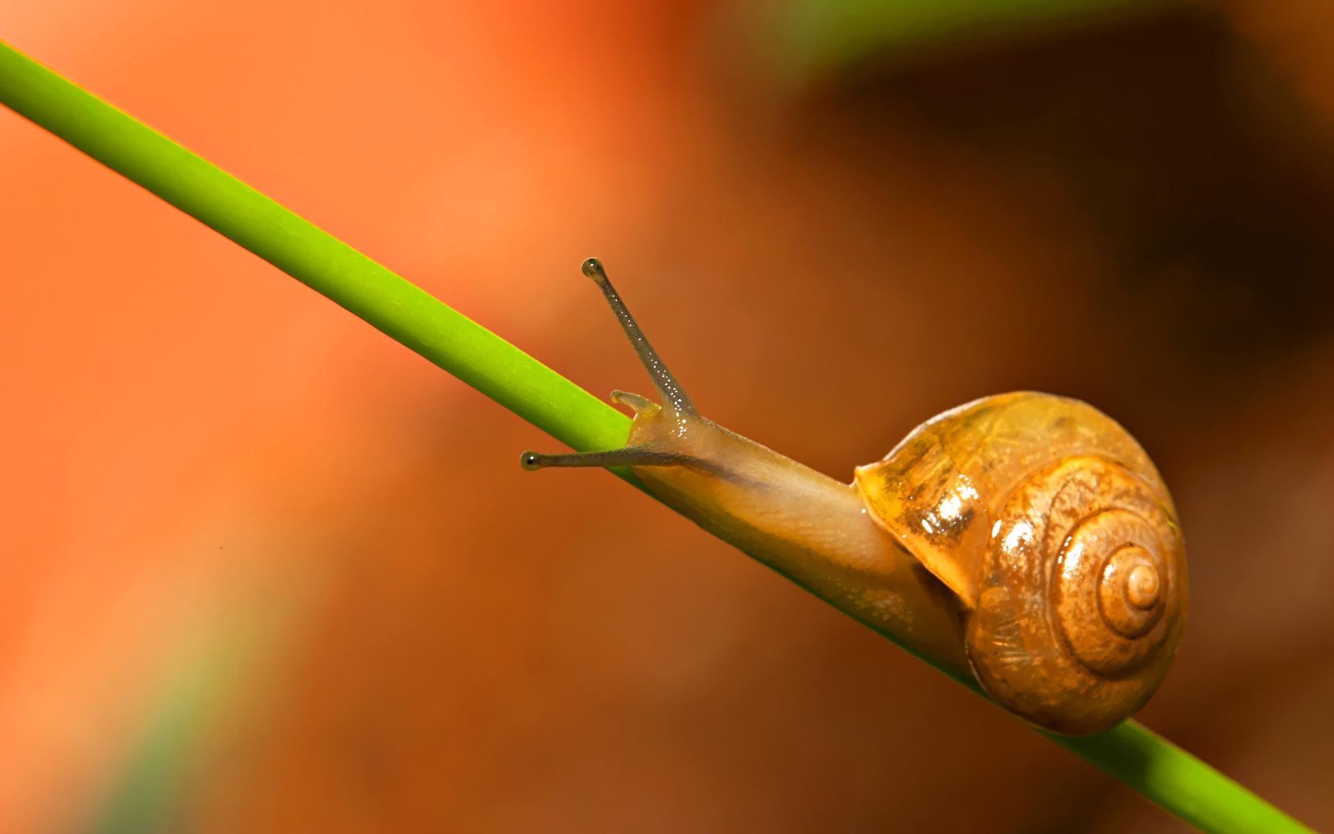Snails Wallpapers Wallpaper Cave