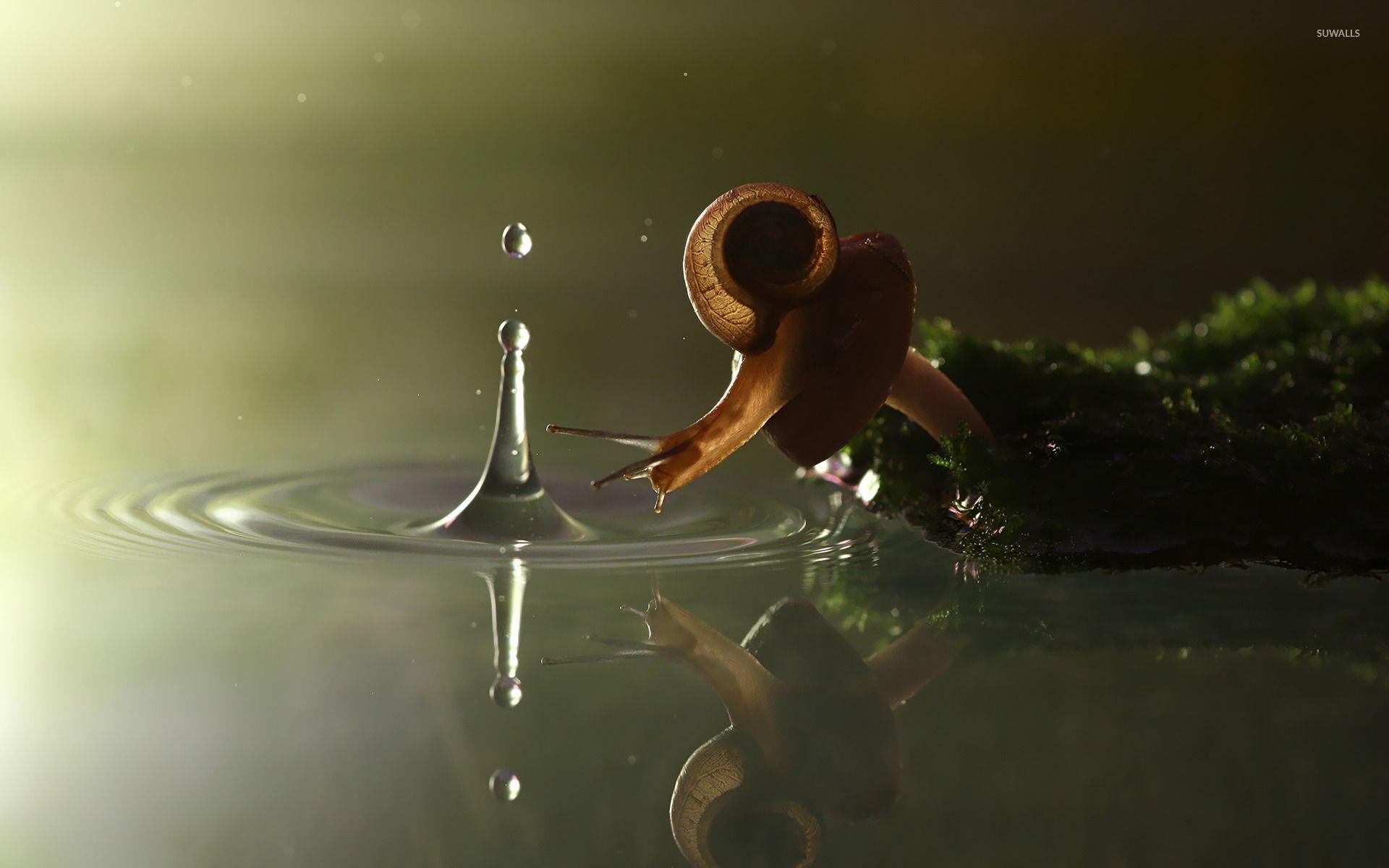 Snails Wallpapers Wallpaper Cave