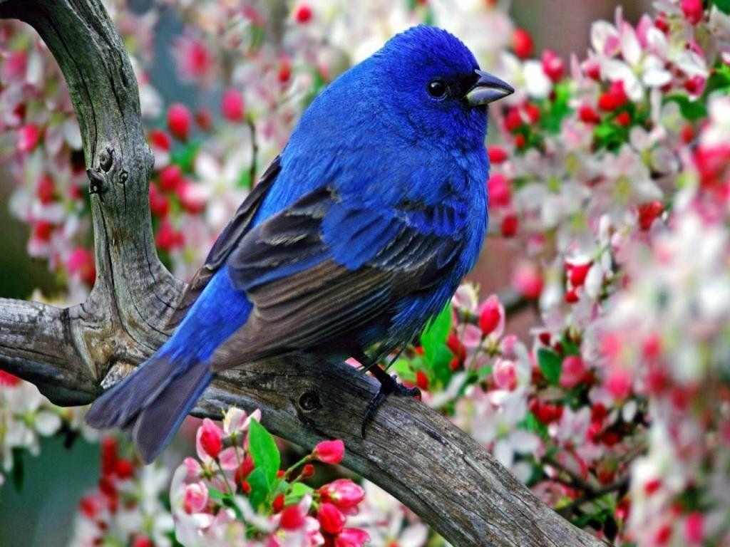 Beautiful Birds Wallpapers Wallpaper Cave