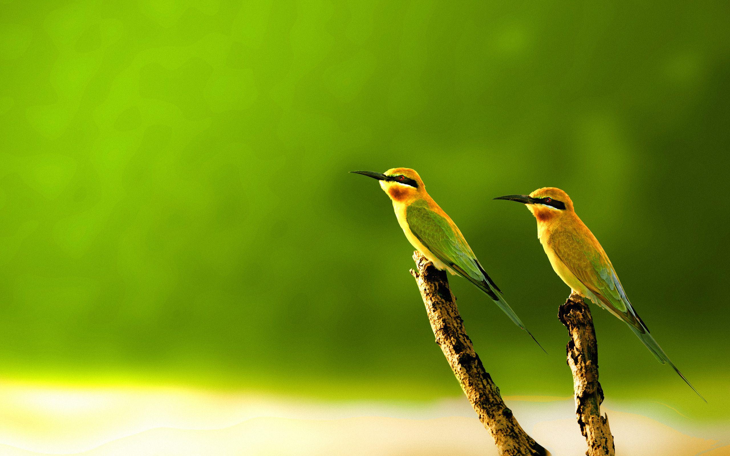 Beautiful Birds Wallpapers Wallpaper Cave