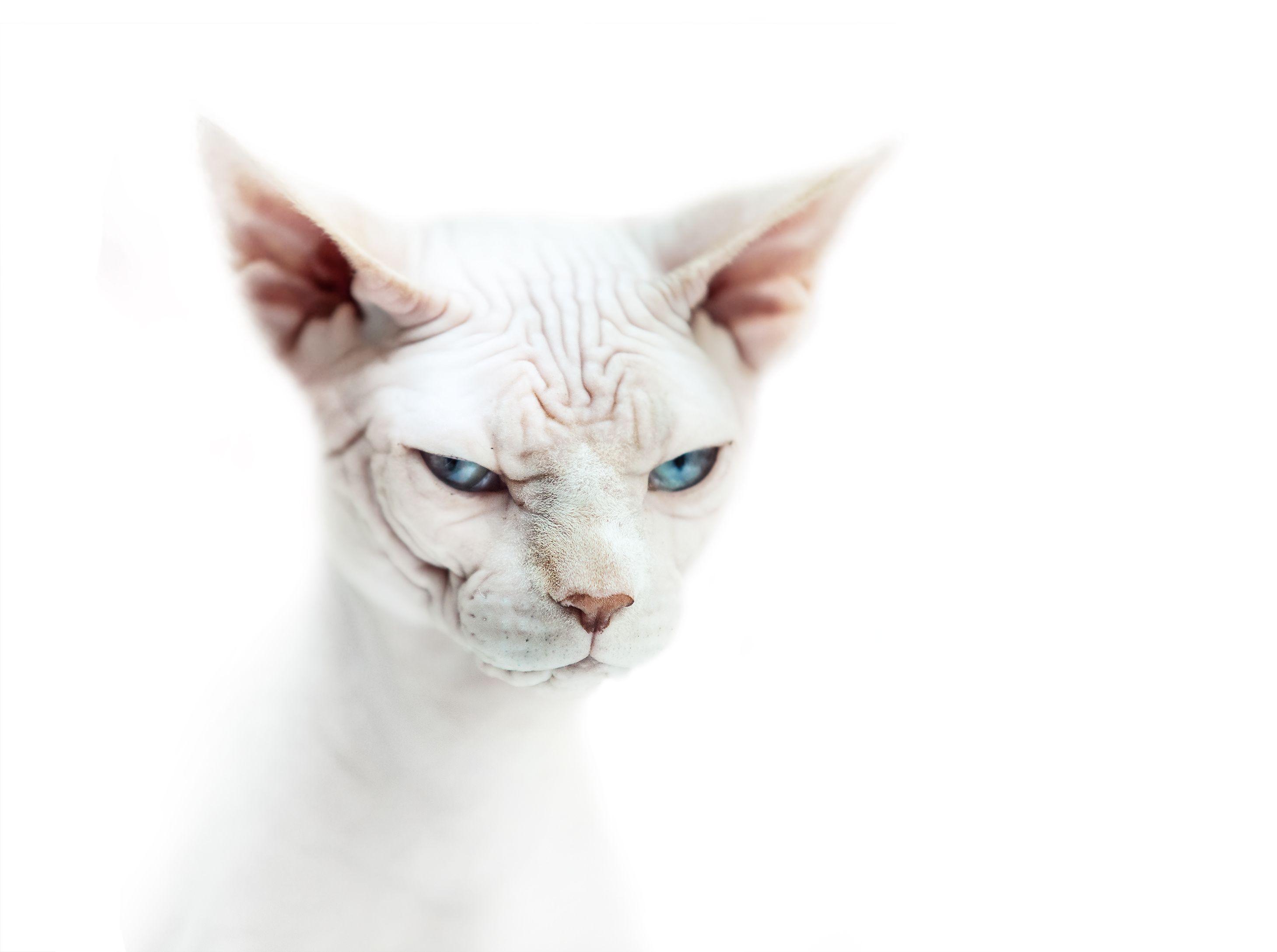 Sphynx Kittens Wallpapers Wallpaper Cave