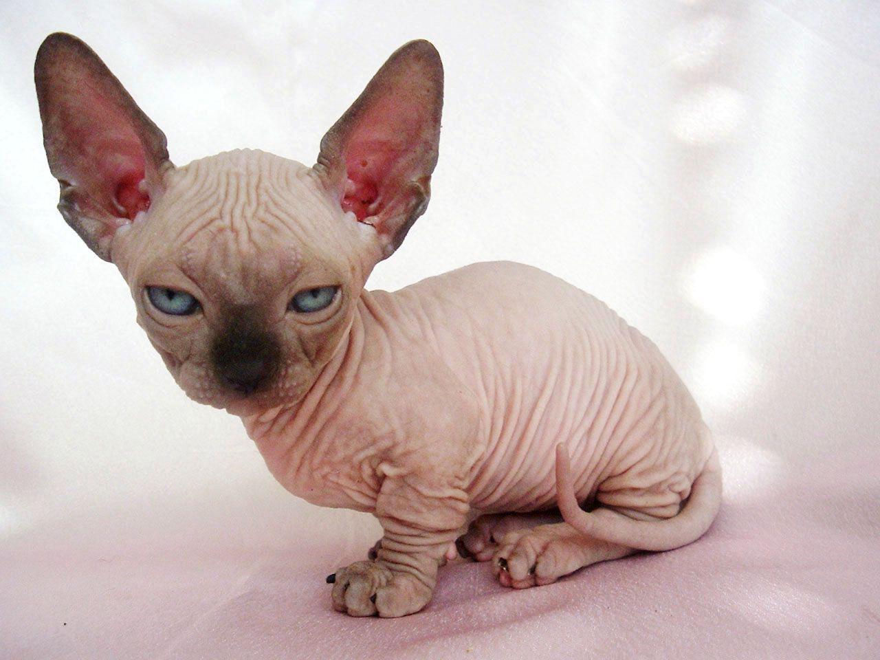 Sphynx Kittens Wallpapers Wallpaper Cave