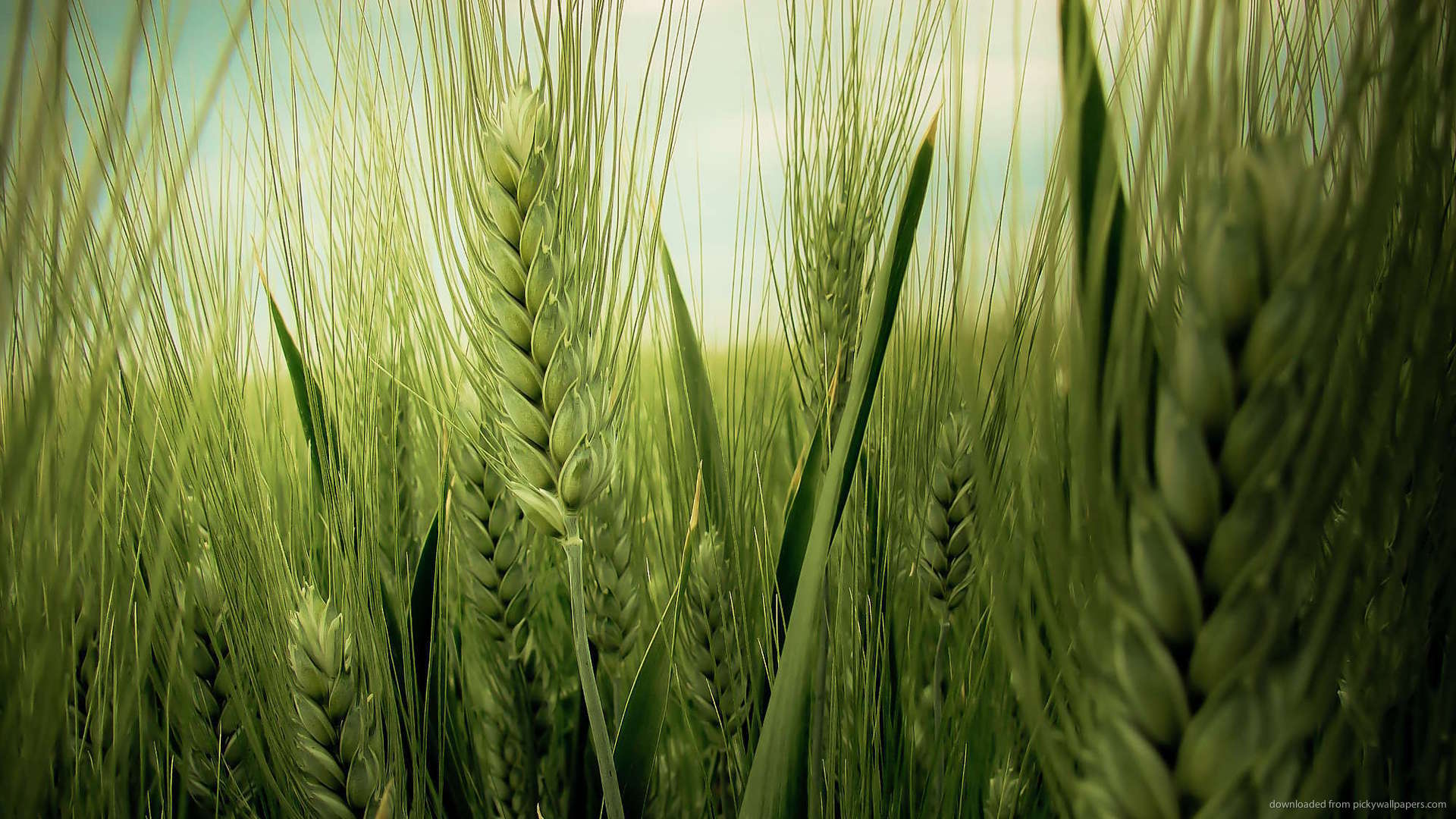 Crops Wallpapers Wallpaper Cave