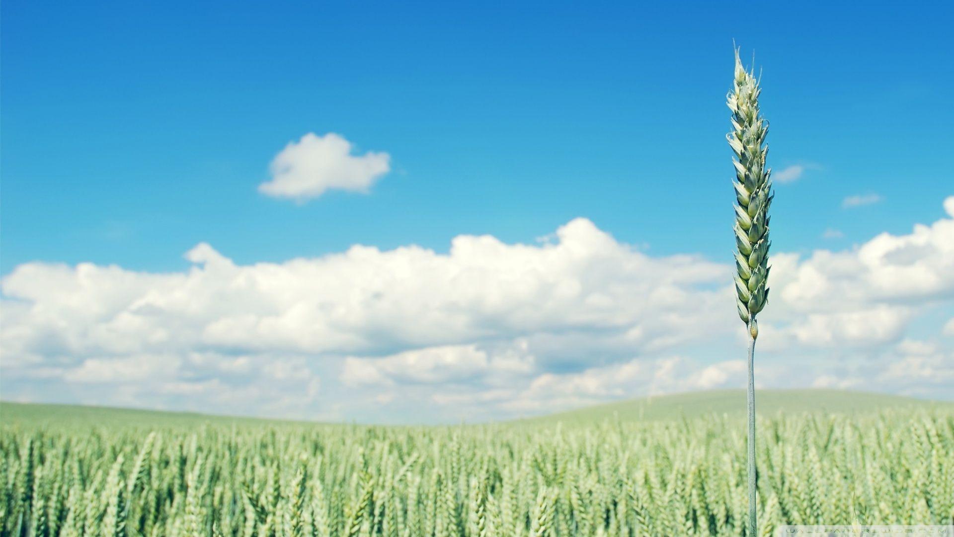 Crops Wallpapers Wallpaper Cave