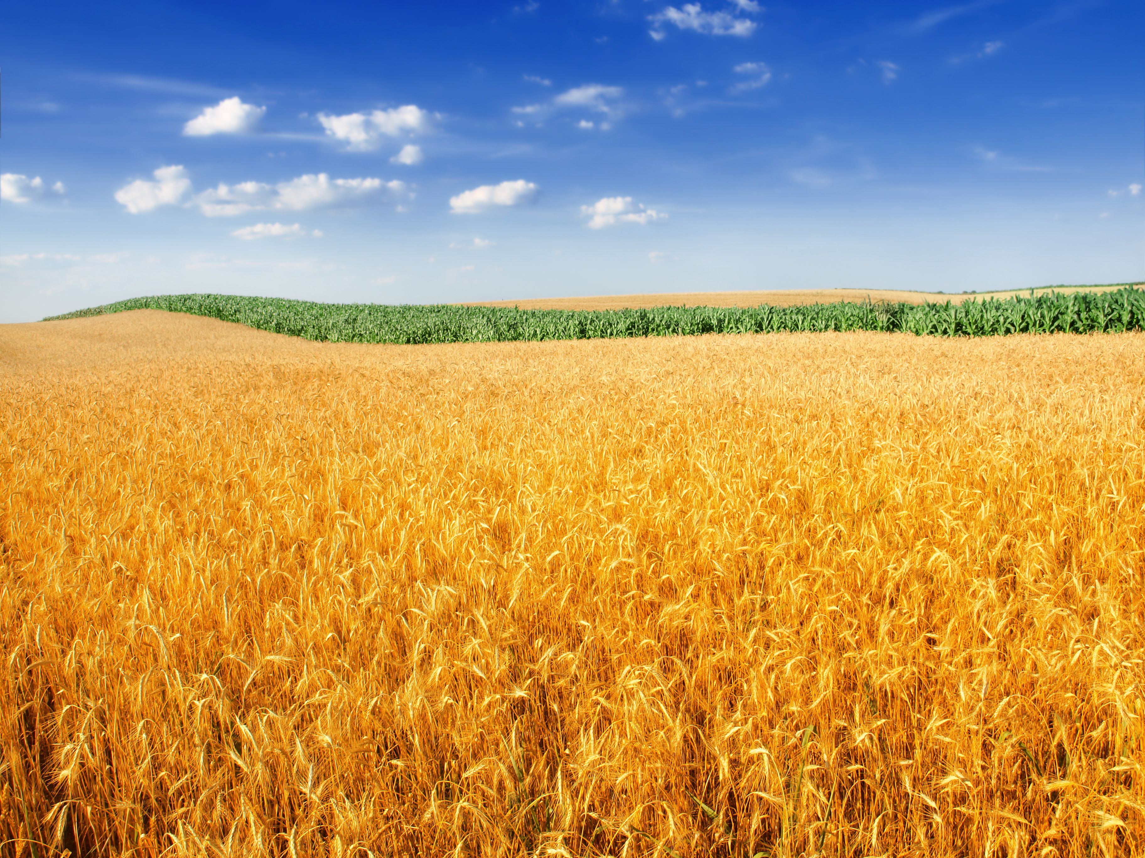 Wheat Field Wallpapers Wallpaper Cave