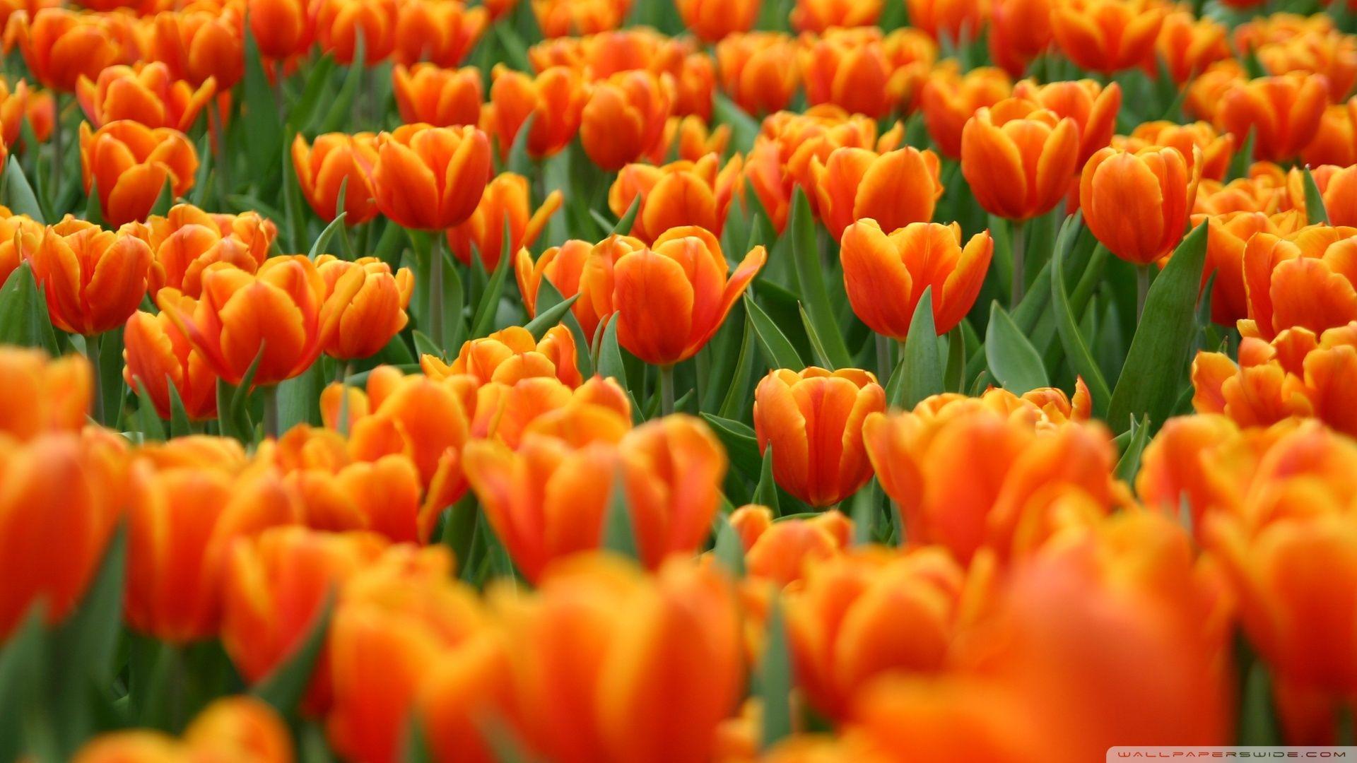 Orange Spring Flowers Wallpapers Wallpaper Cave