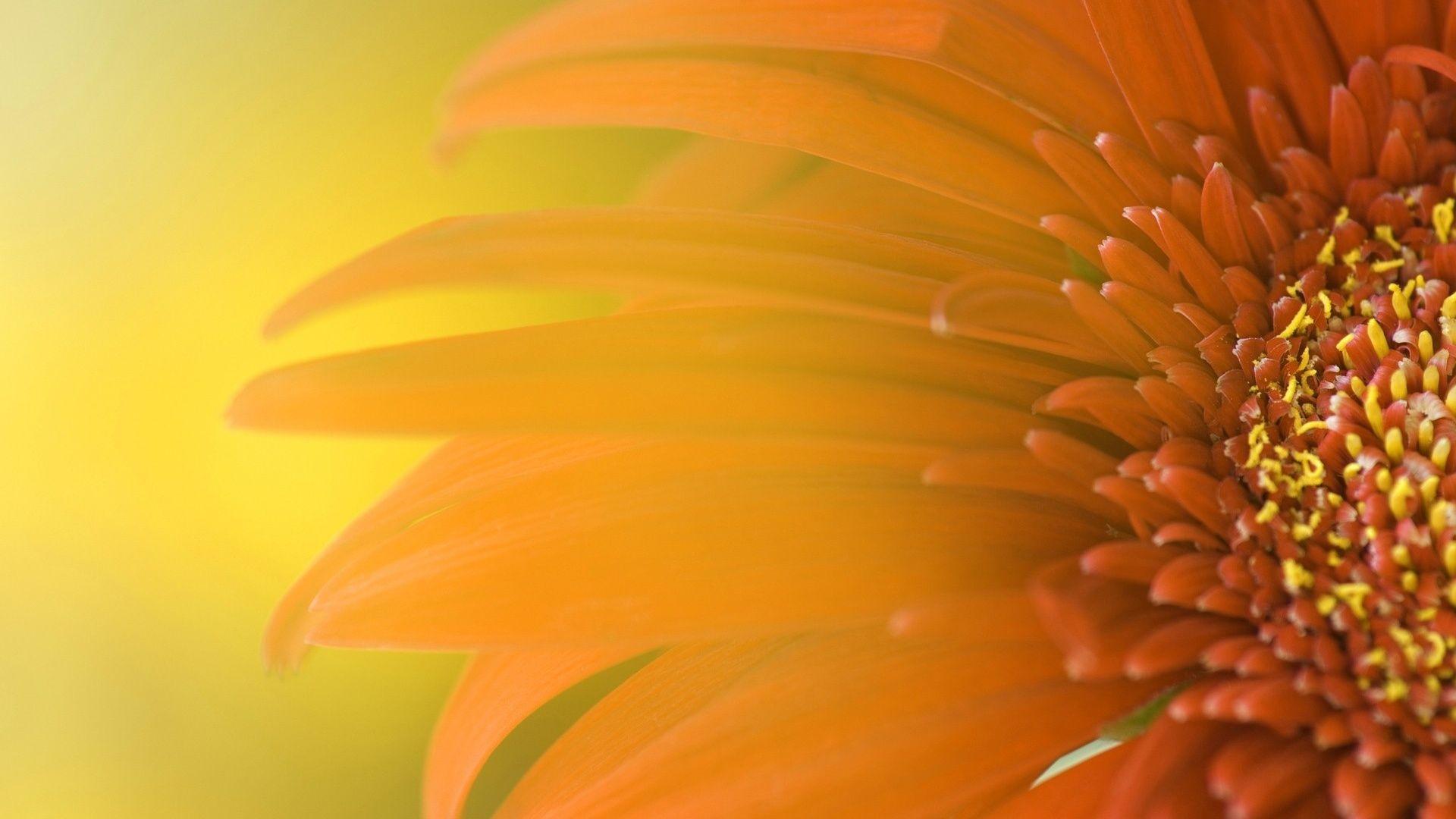 Orange Flower Wallpapers Wallpaper Cave