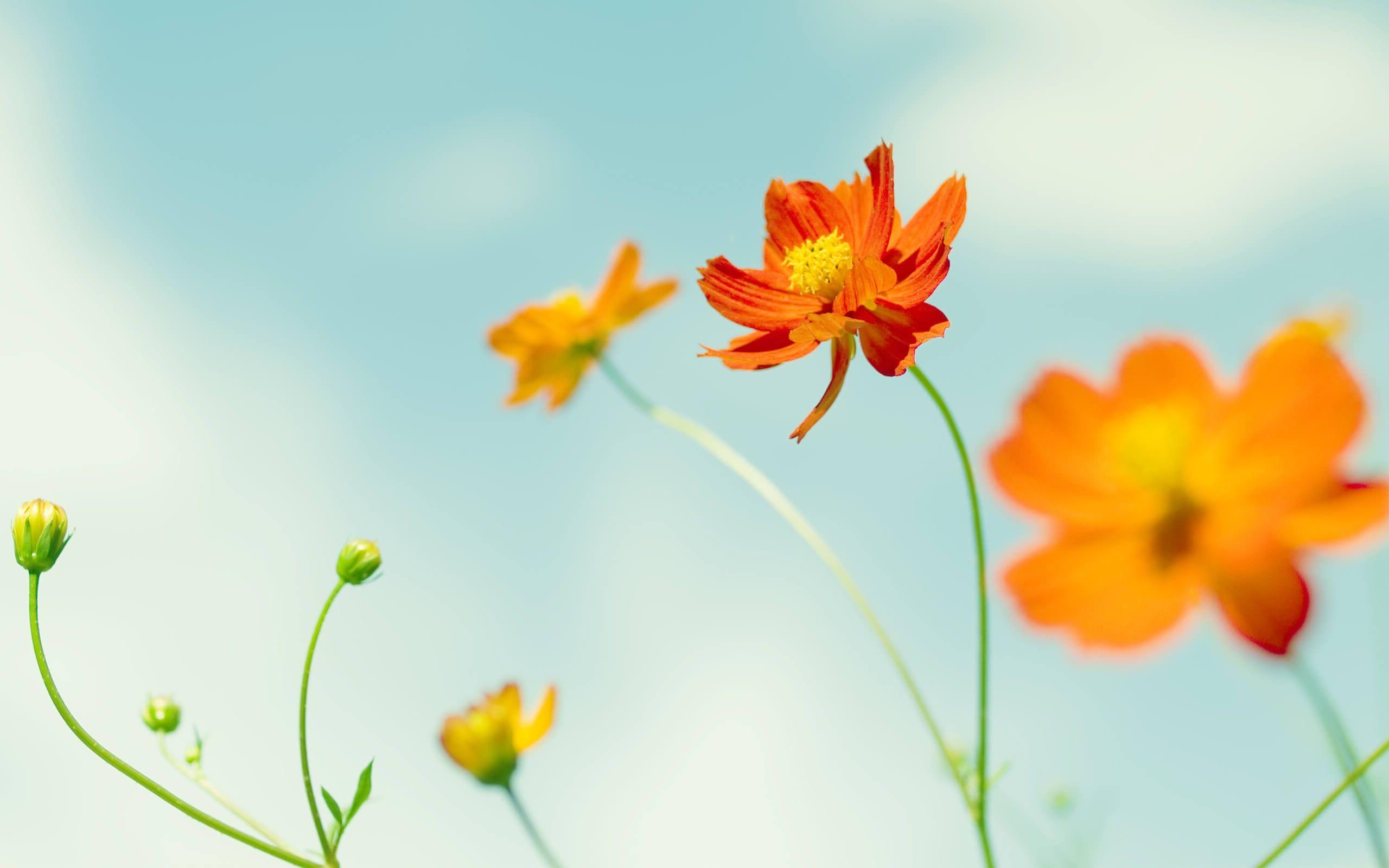Orange Flowers Wallpapers