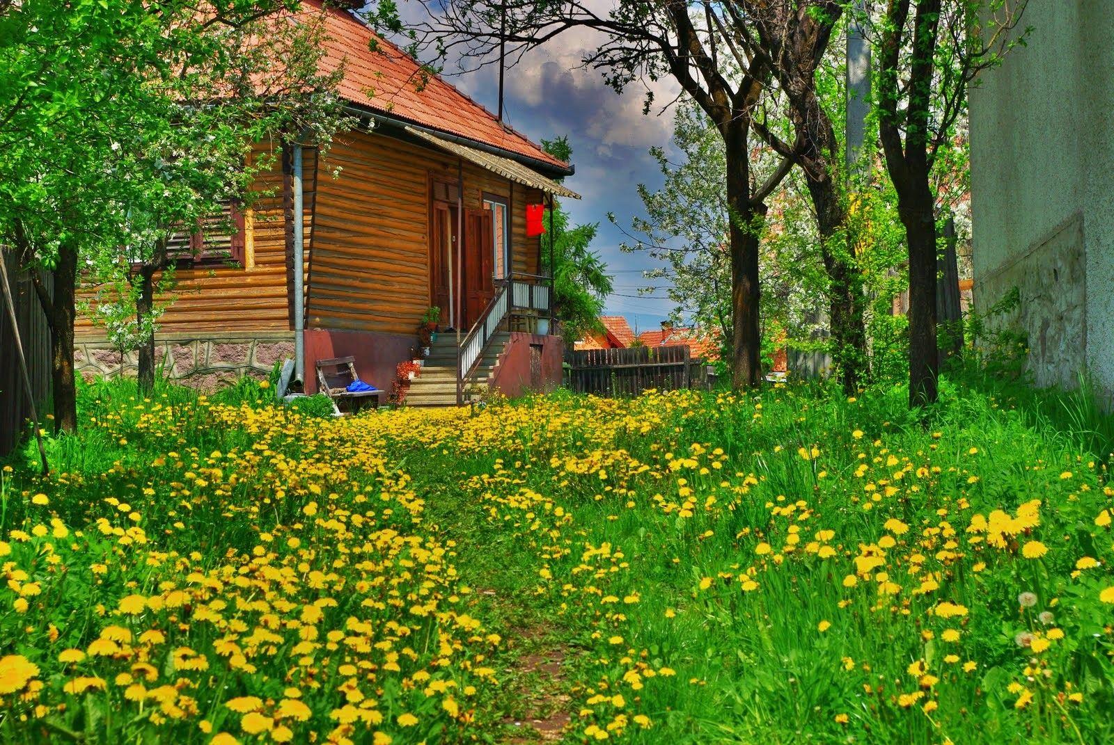 Backyard Wallpapers Wallpaper Cave