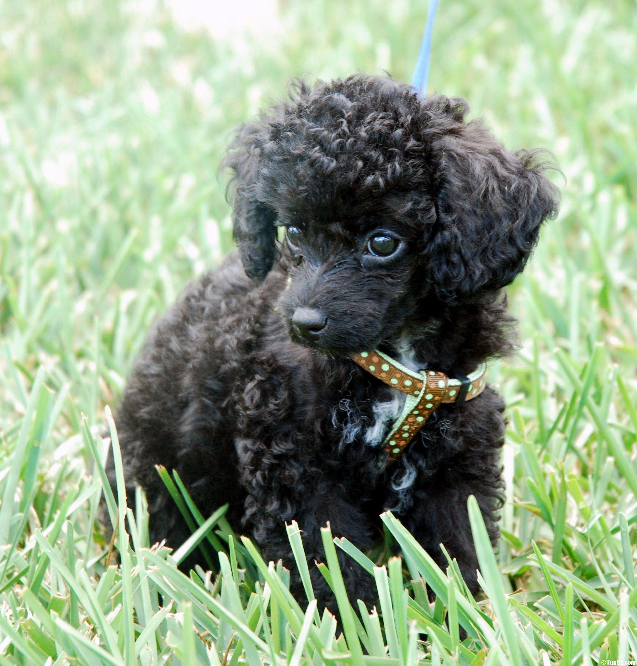 Toy Poodle Wallpapers Wallpaper Cave