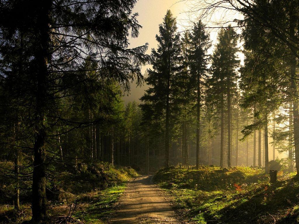 Pine Forest Wallpapers Wallpaper Cave