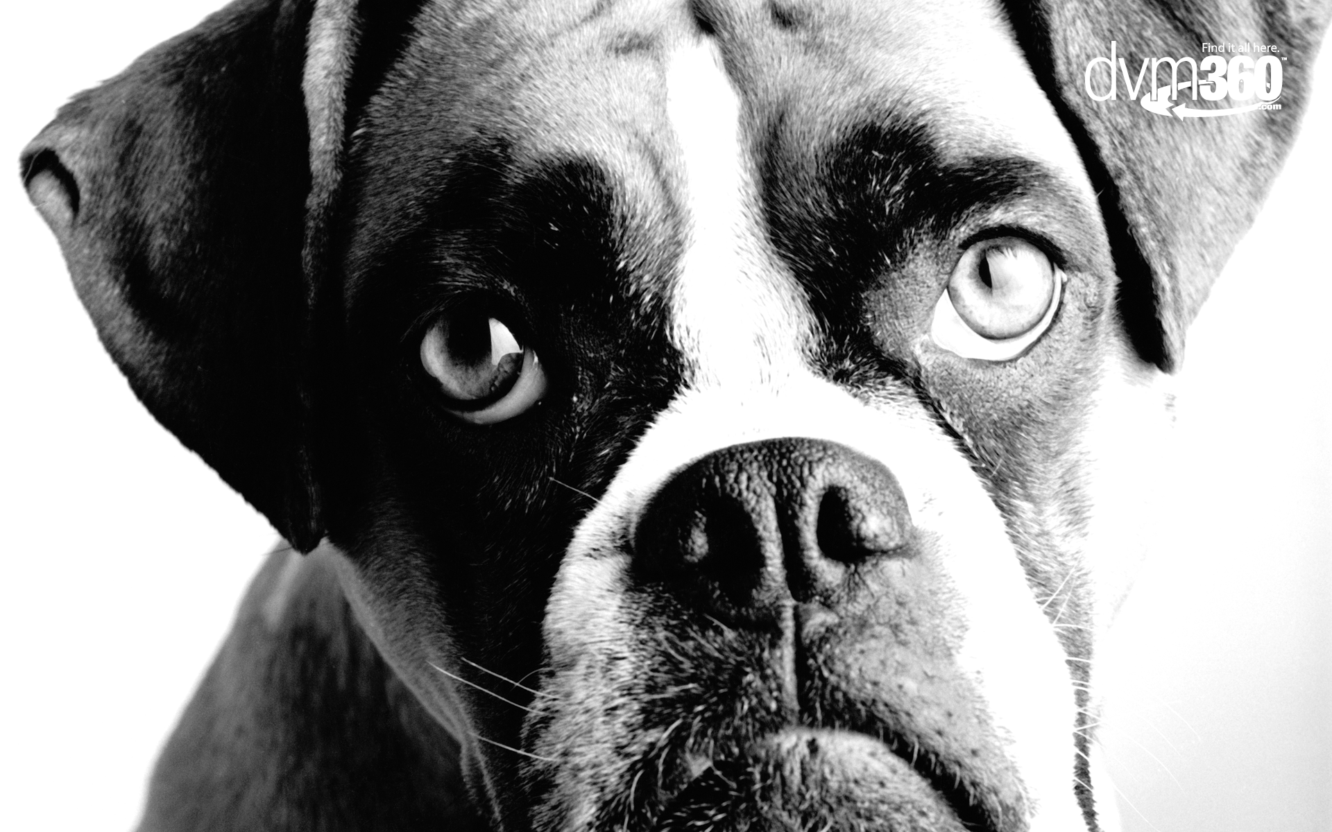 Veterinary Wallpapers Wallpaper Cave