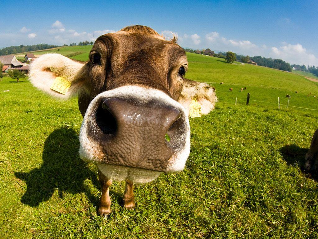 Veterinary Wallpapers Wallpaper Cave