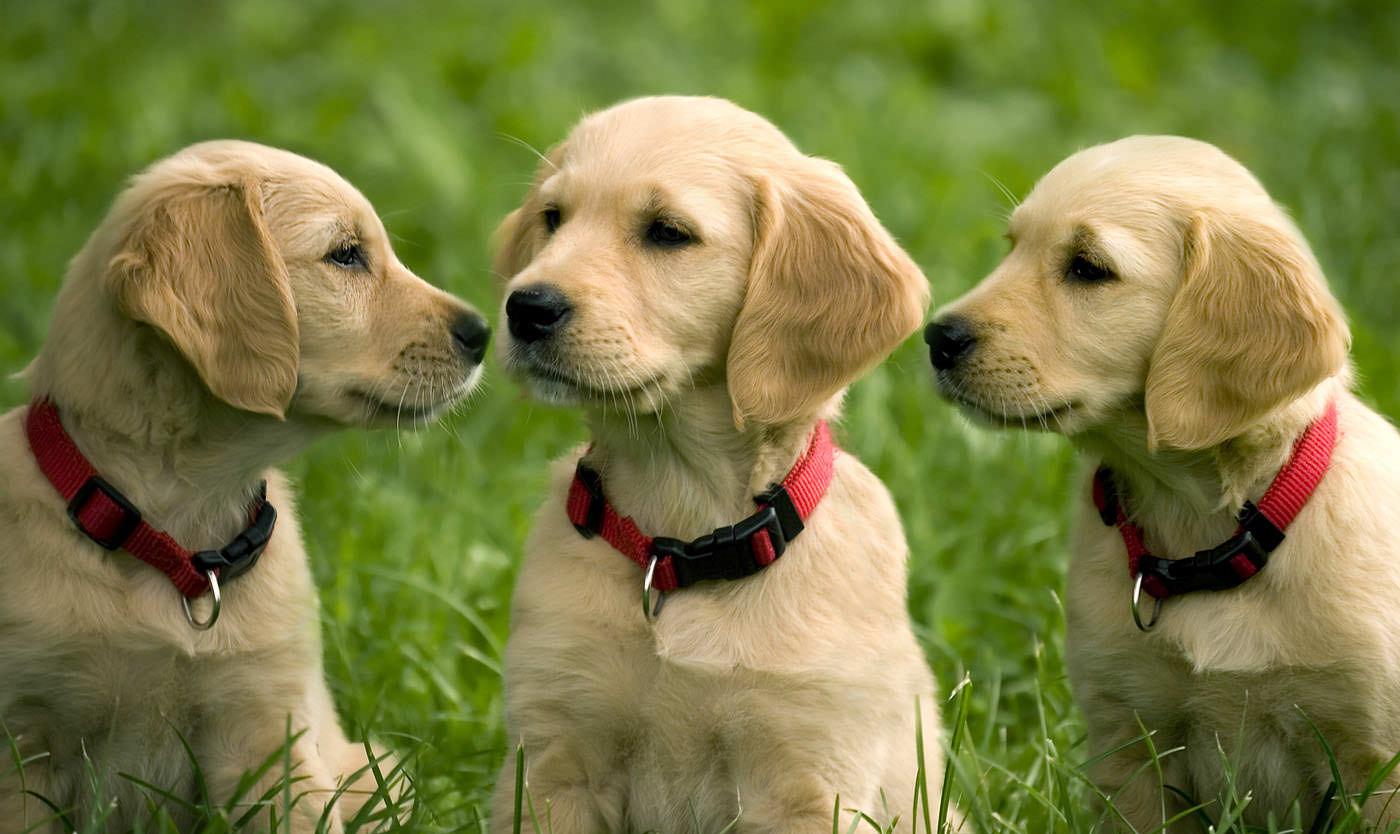 Veterinary Wallpapers Wallpaper Cave