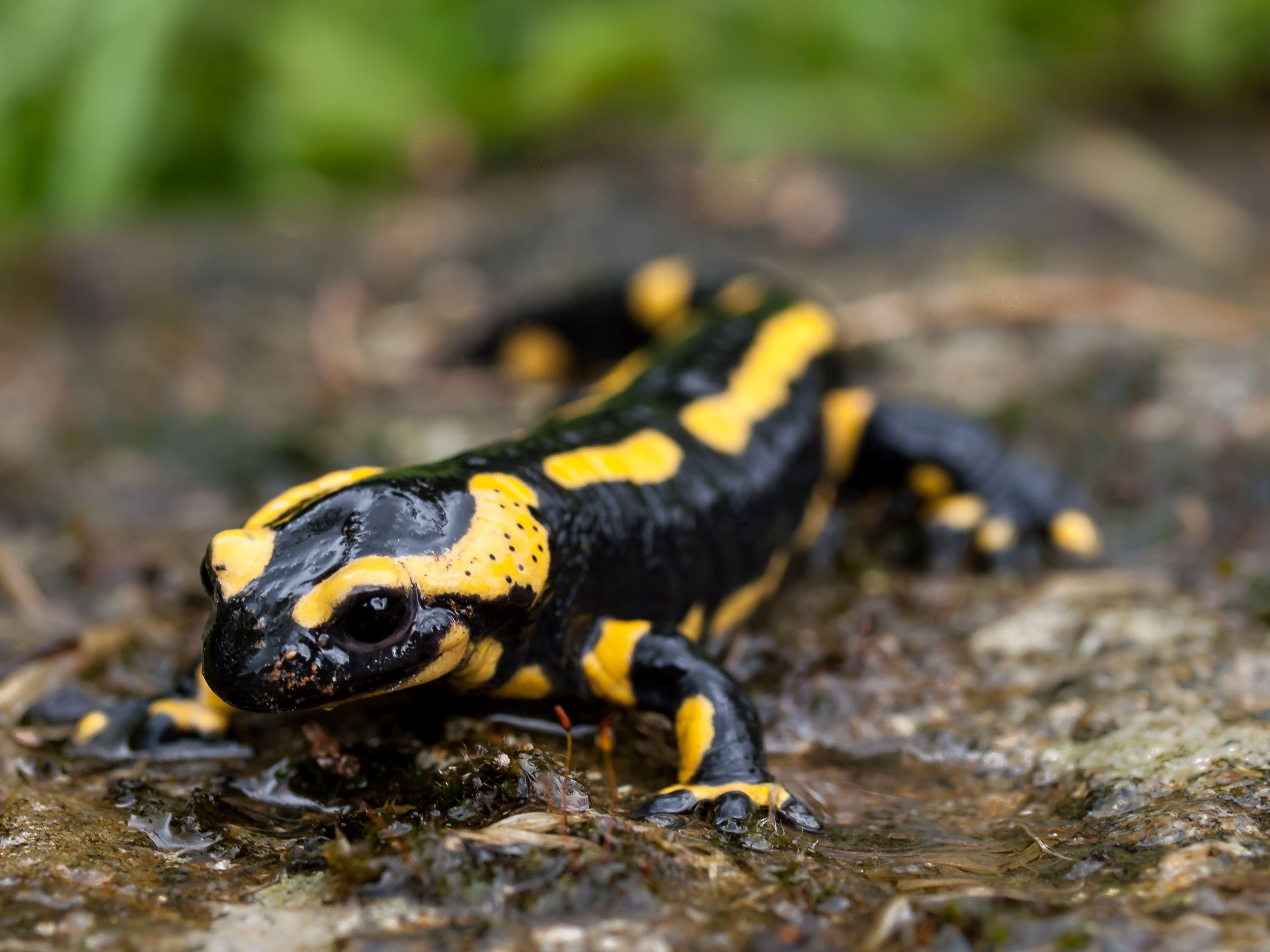 Salamander Wallpapers Wallpaper Cave