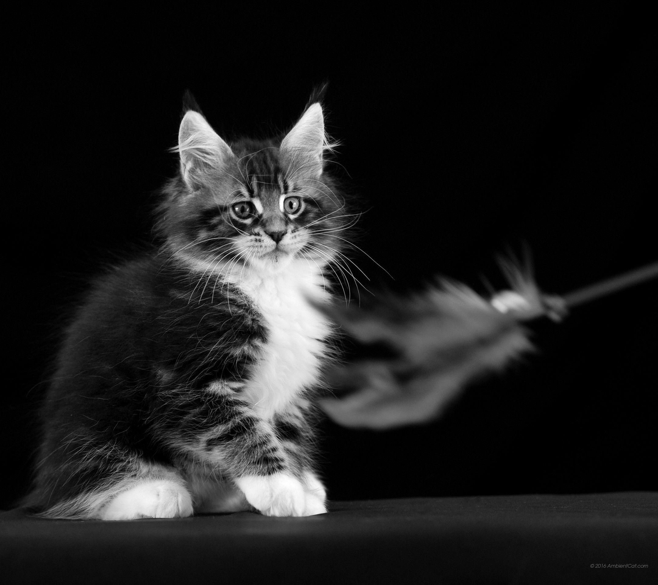 Black And White Cats Wallpapers Wallpaper Cave