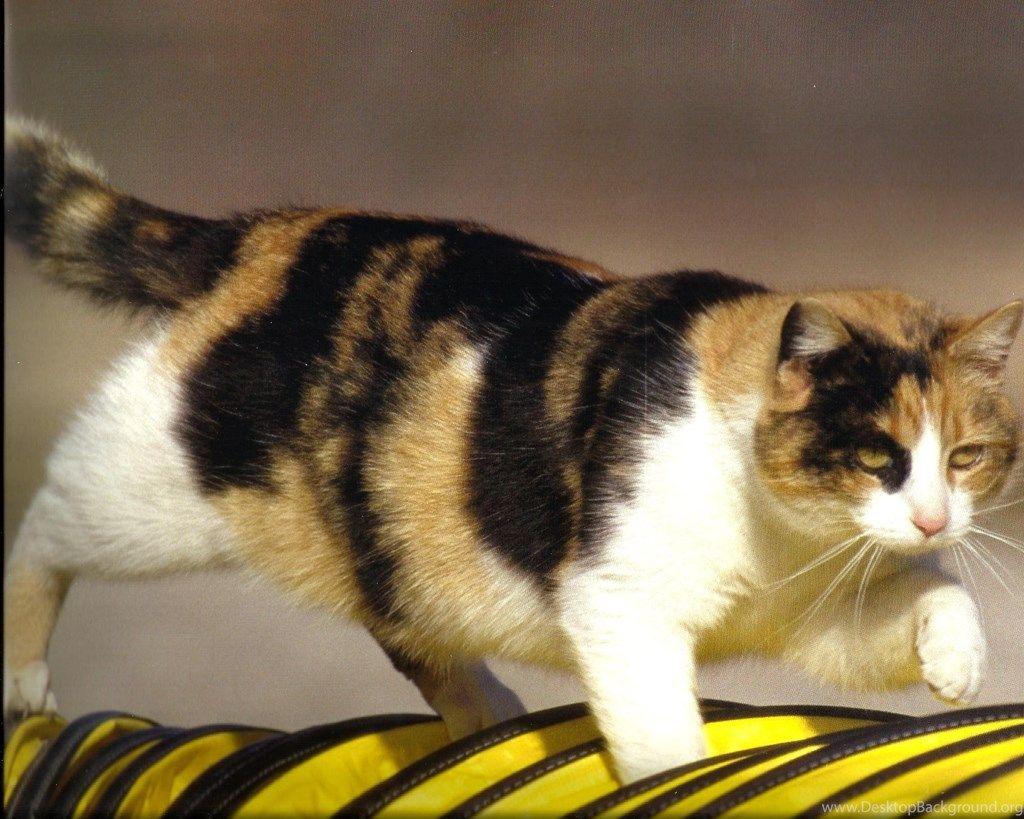 Calico Cat Wallpapers Wallpaper Cave