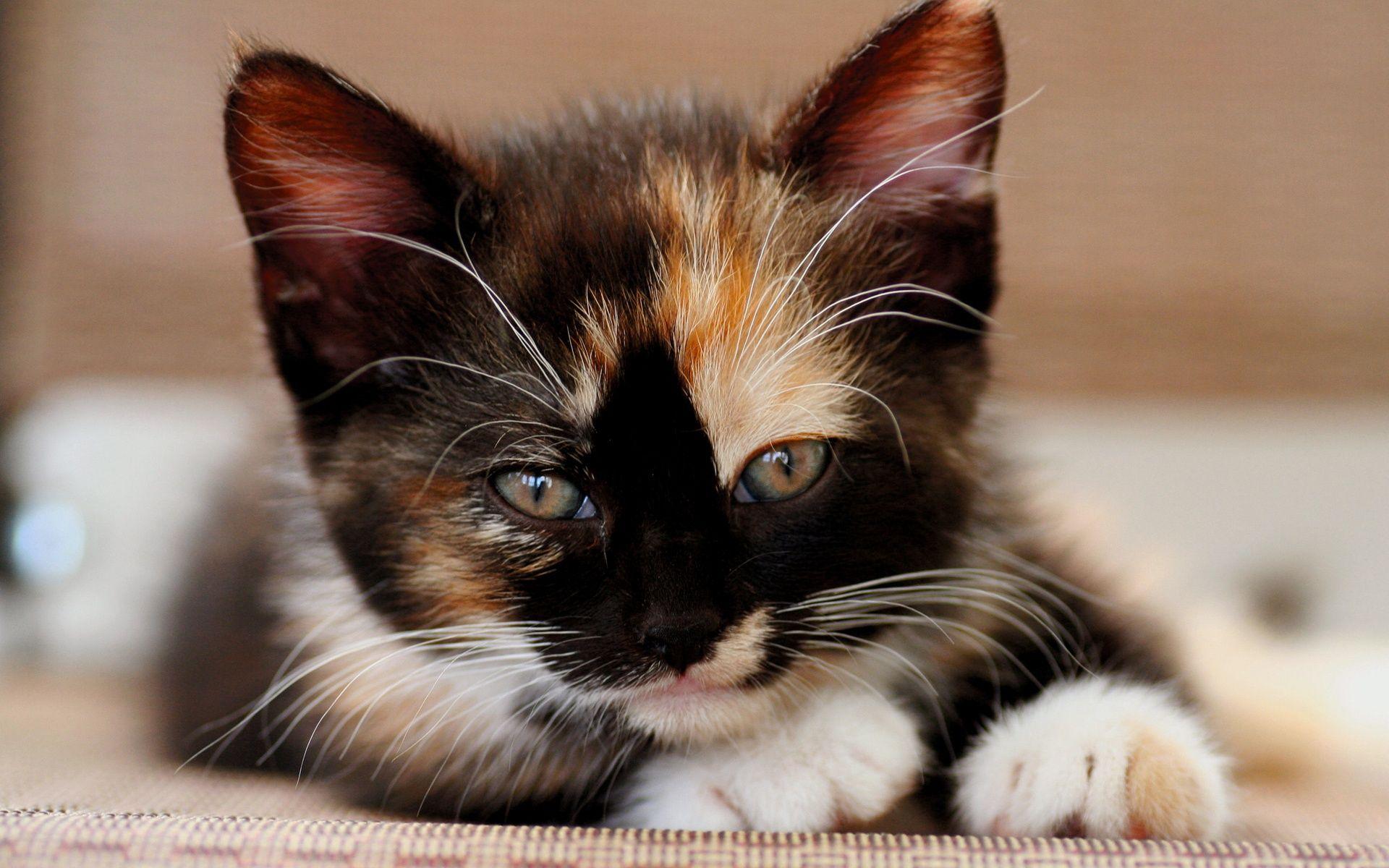 Calico Cat Wallpapers Wallpaper Cave