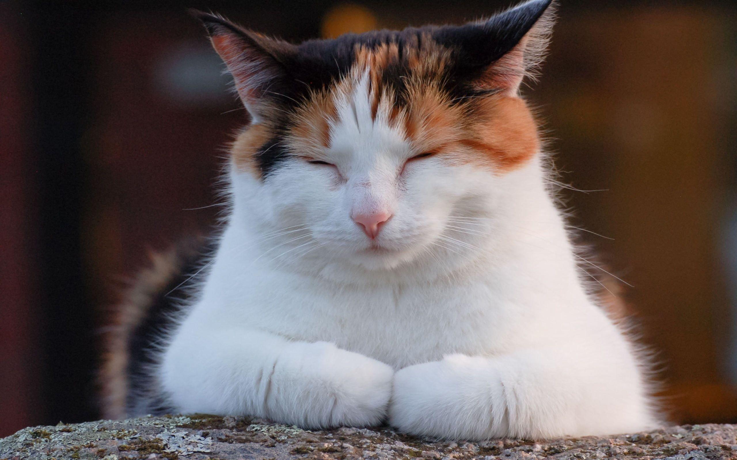 Calico Cat Wallpapers Wallpaper Cave