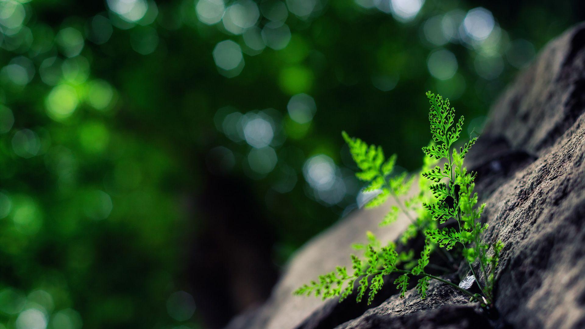 Plants Wallpapers Wallpaper Cave