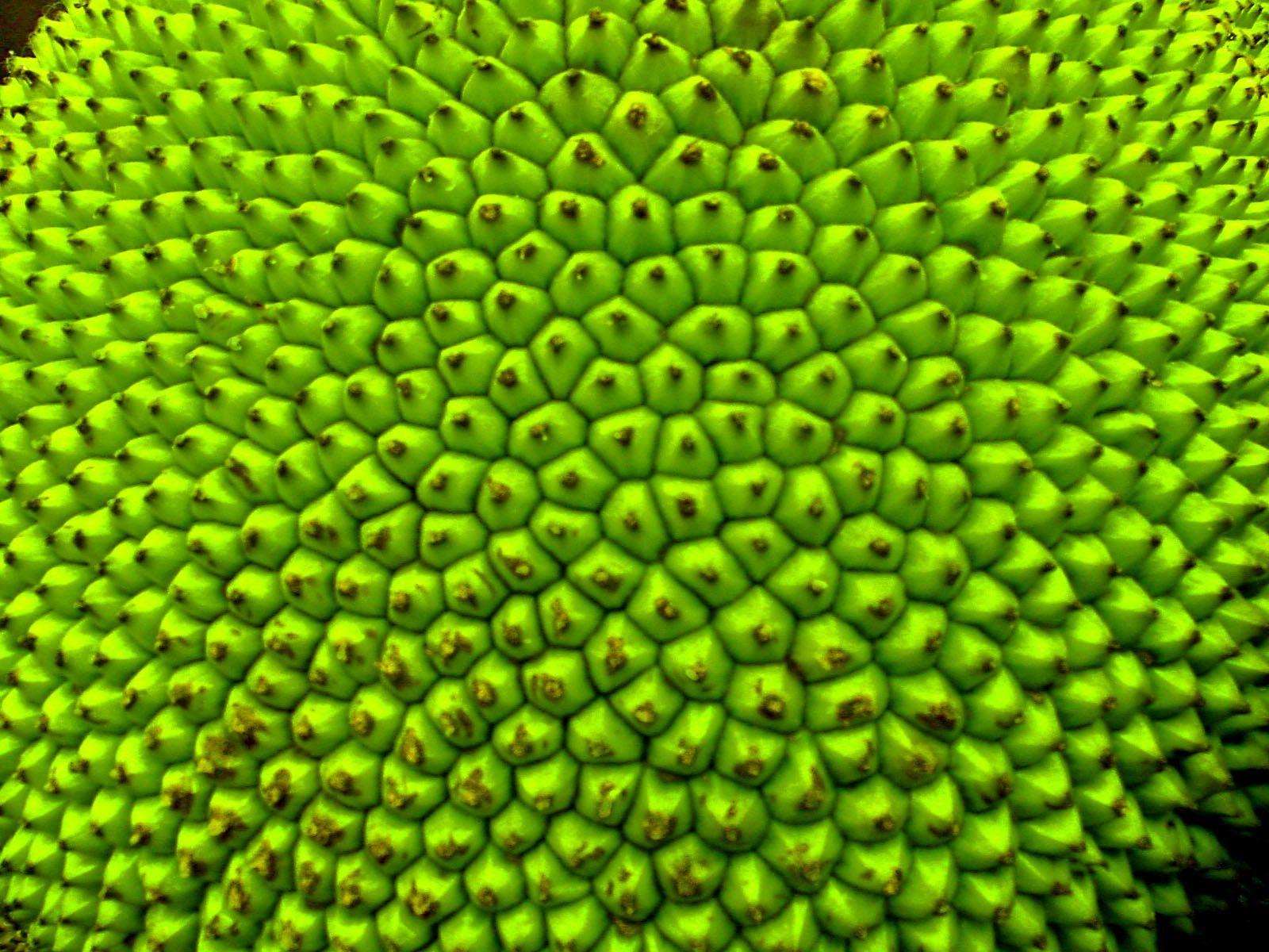 Jackfruit Wallpapers Wallpaper Cave