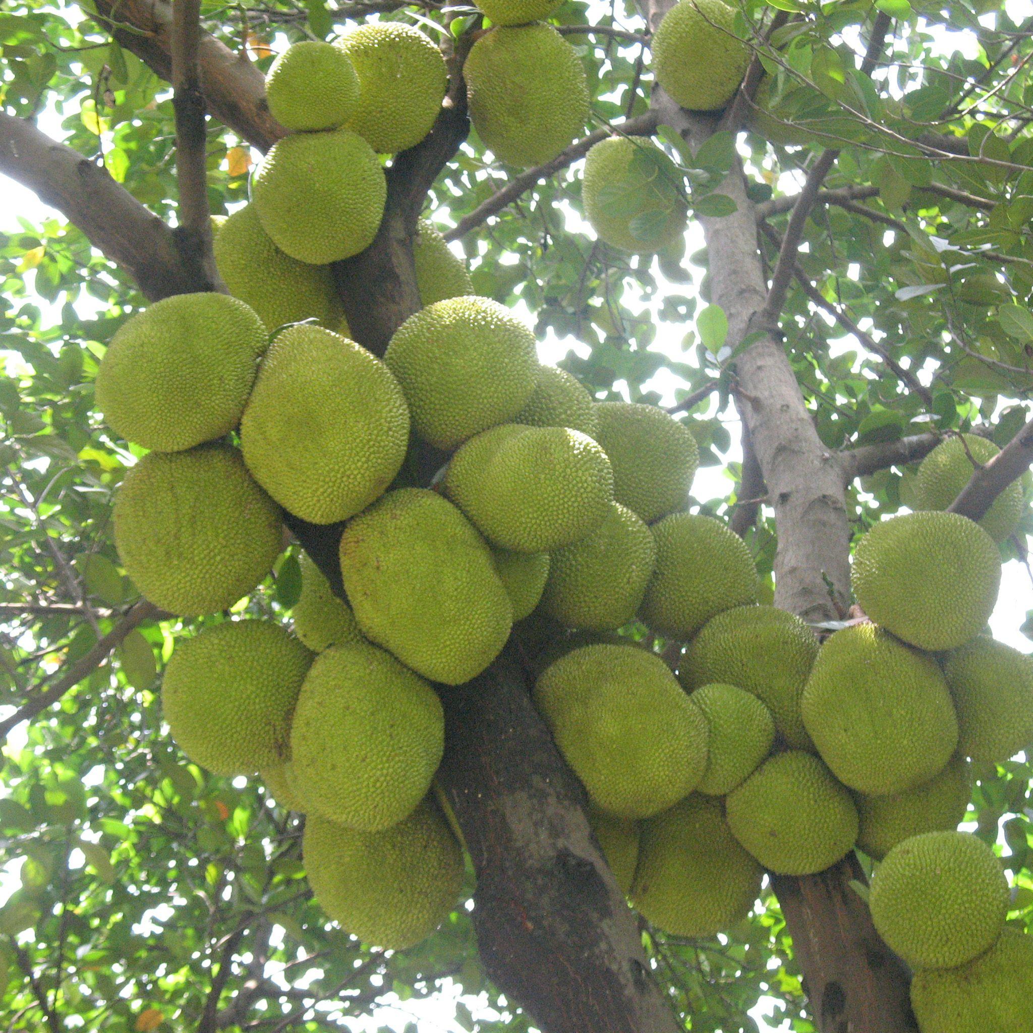Jackfruit Wallpapers Wallpaper Cave