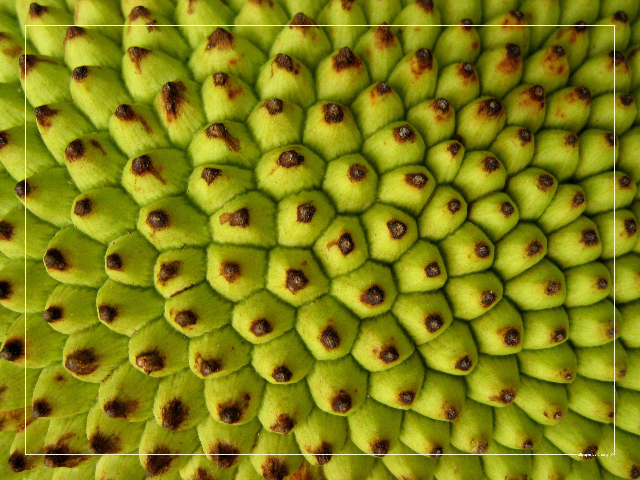 Jackfruit Wallpapers Wallpaper Cave