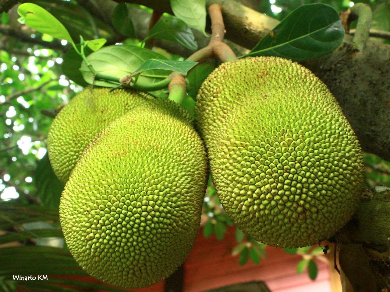 Jackfruit Wallpapers Wallpaper Cave