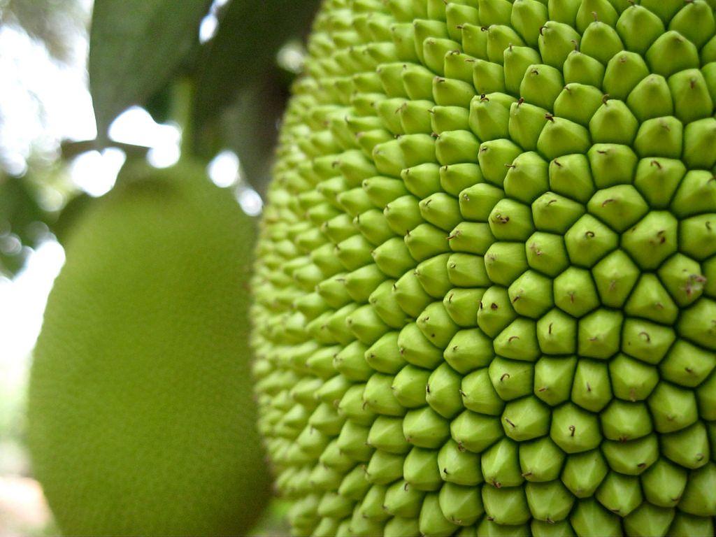 Jackfruit Wallpapers Wallpaper Cave