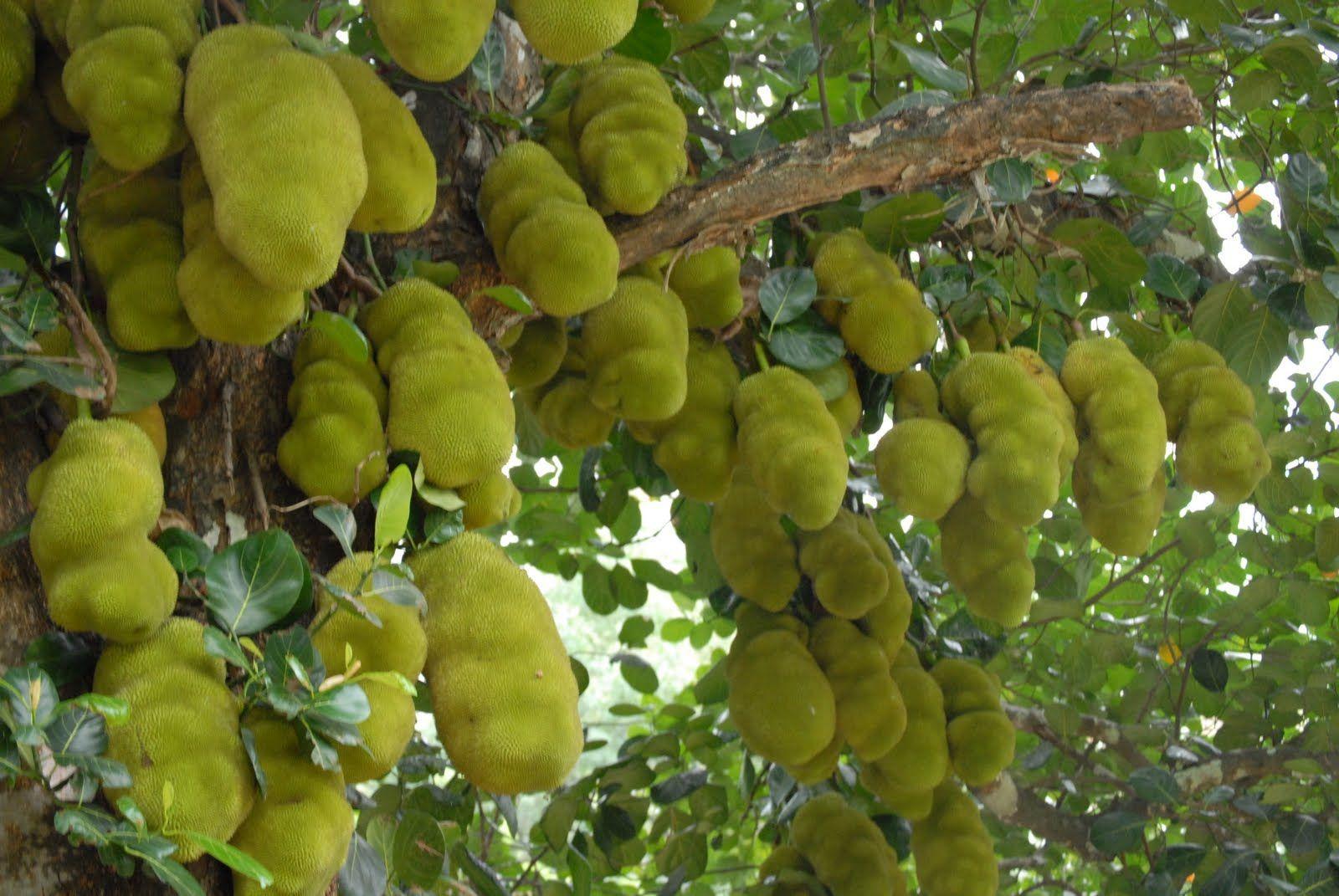 Jackfruit Wallpapers Wallpaper Cave