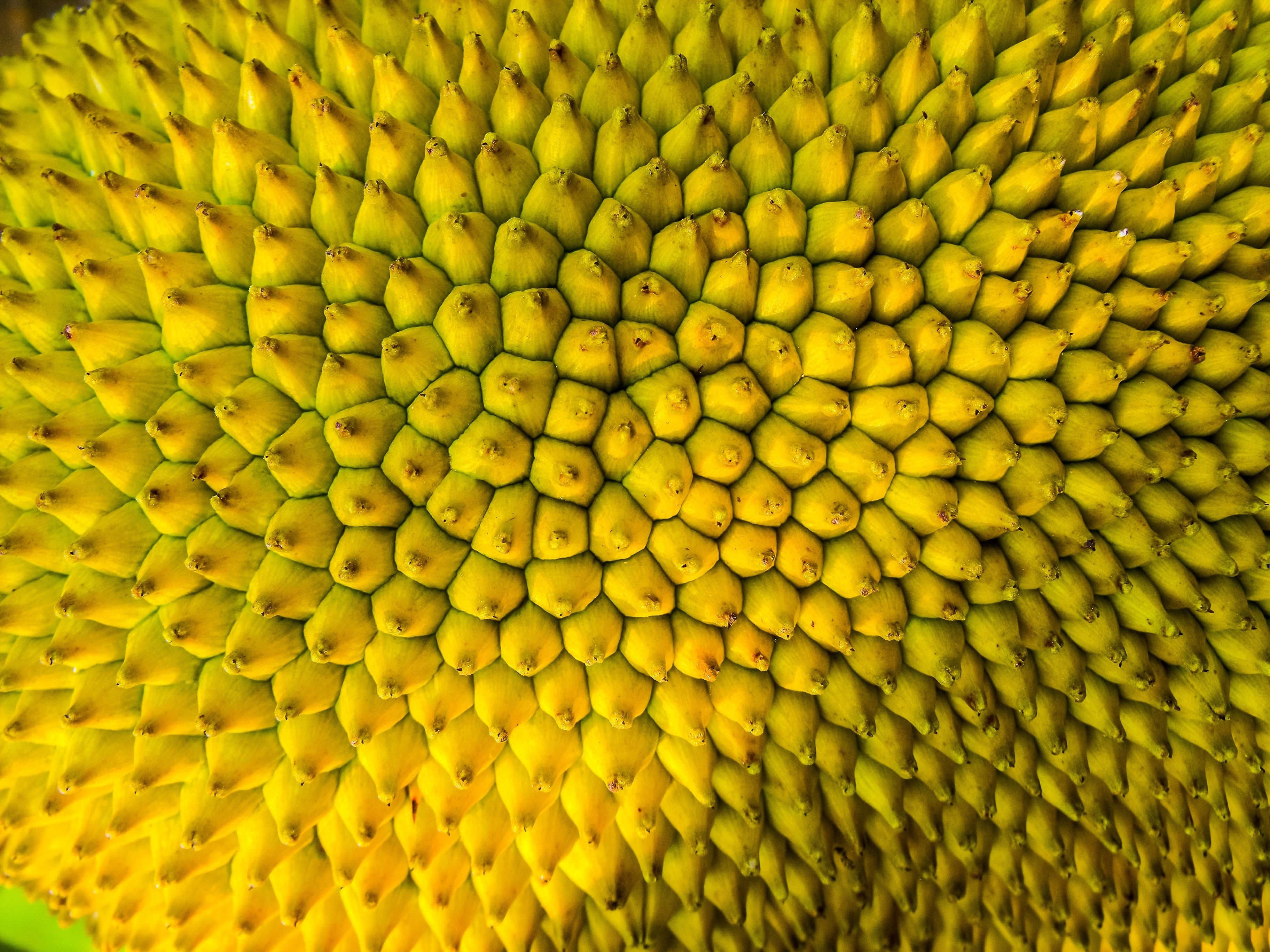 Jackfruit Wallpapers Wallpaper Cave