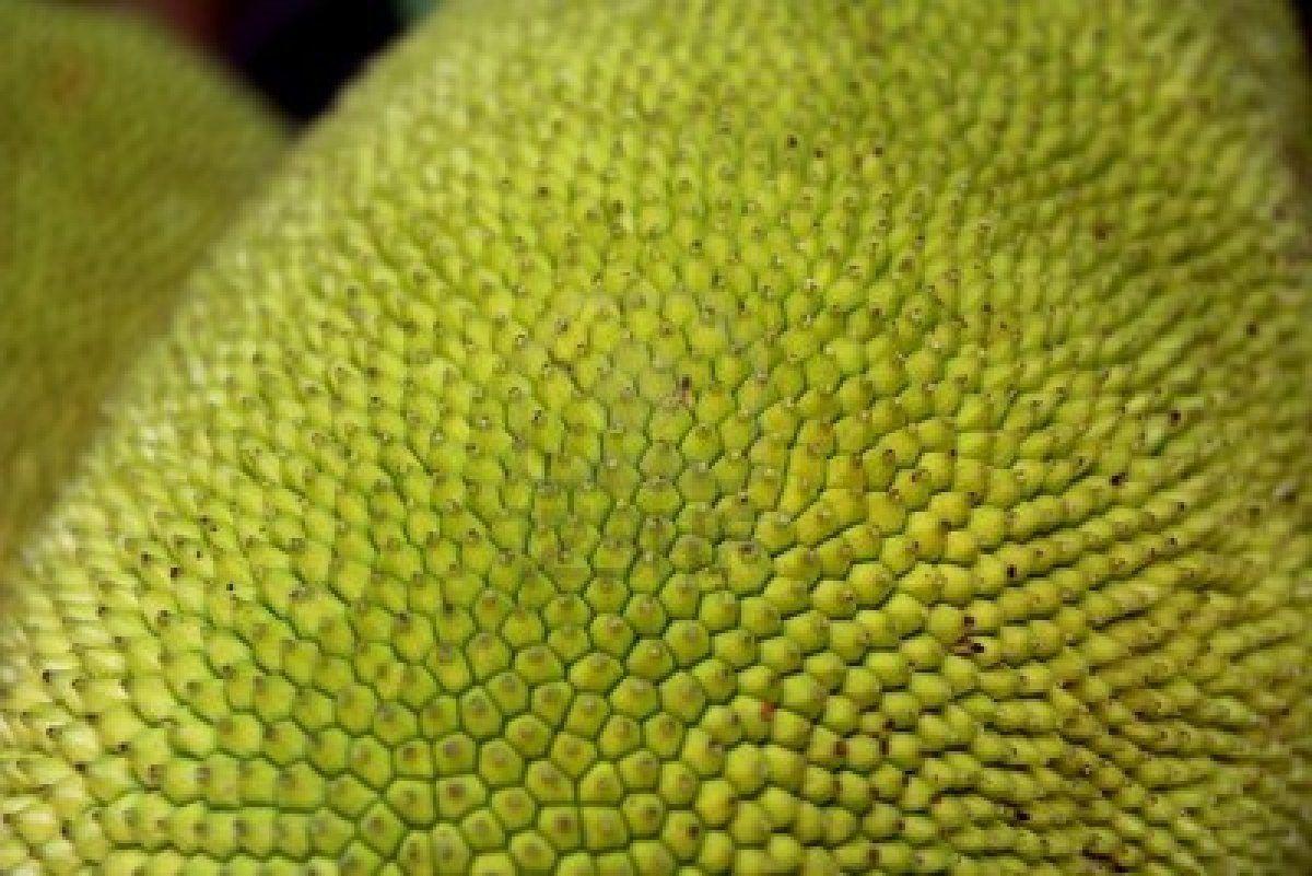 Jackfruit Wallpapers Wallpaper Cave