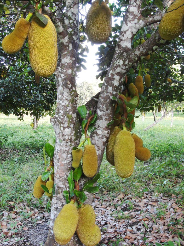 Jackfruit Wallpapers Wallpaper Cave