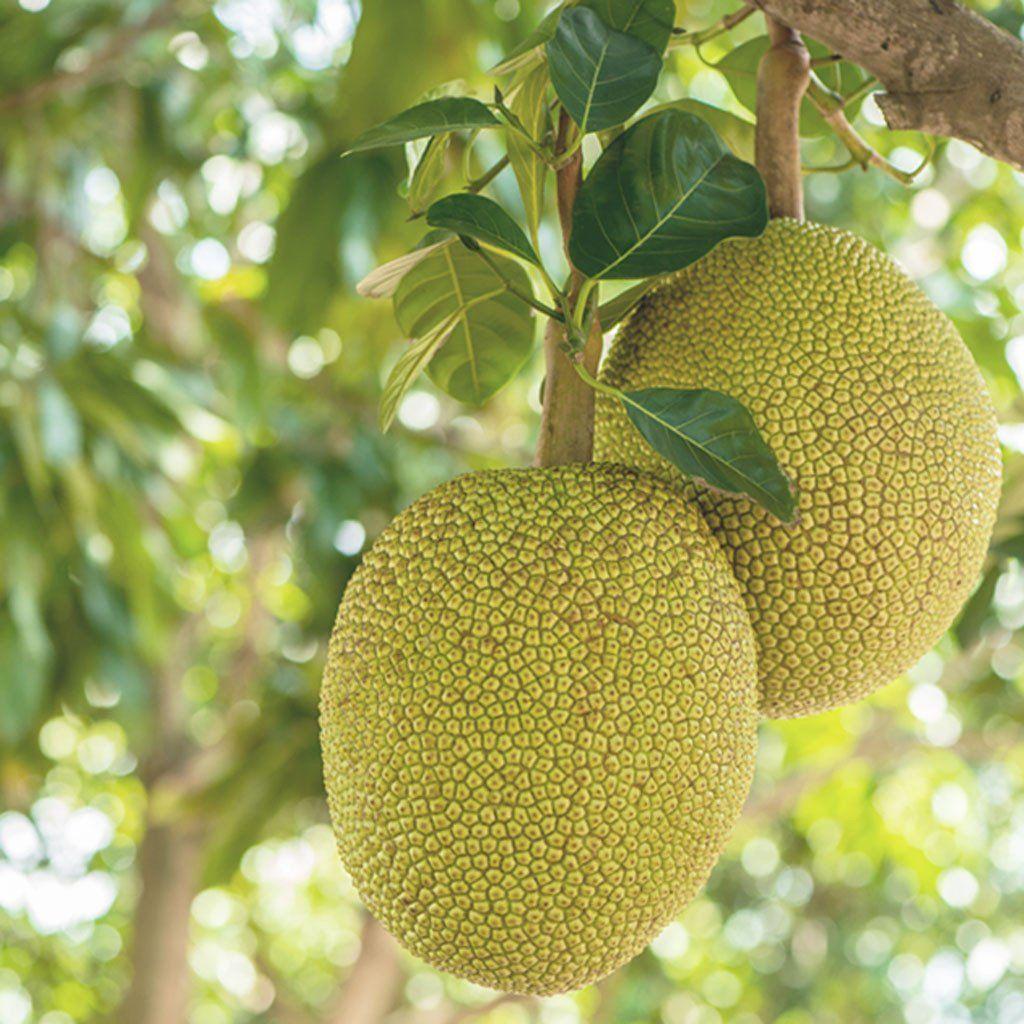 Jackfruit Wallpapers Wallpaper Cave