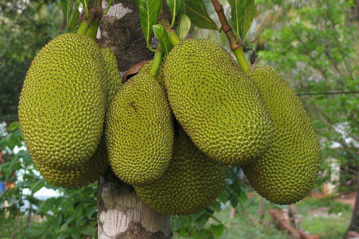 Jackfruit Wallpapers Wallpaper Cave