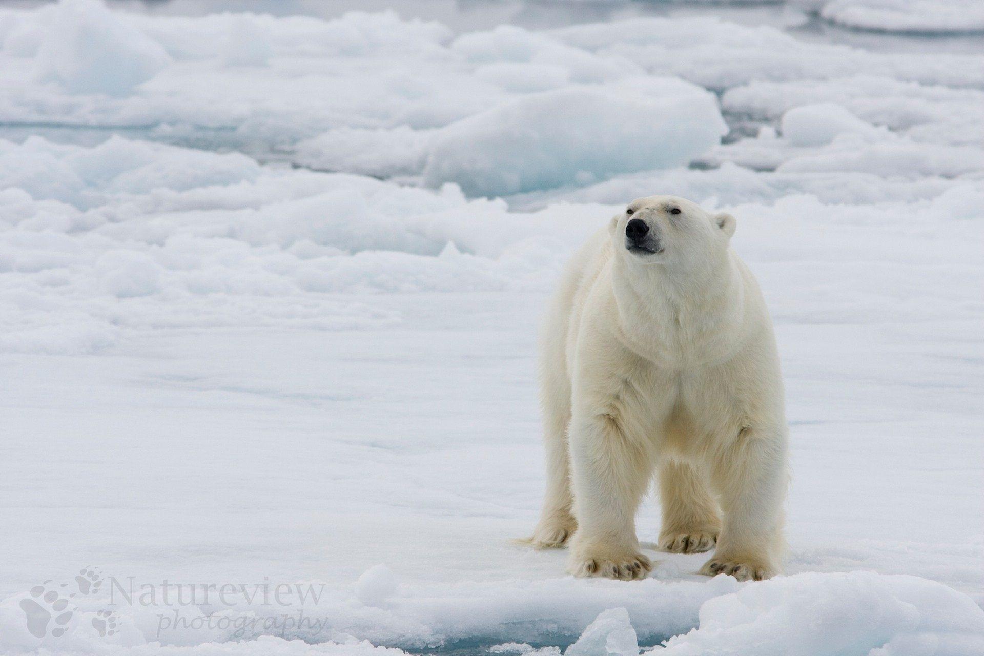 White Bear Wallpapers Wallpaper Cave