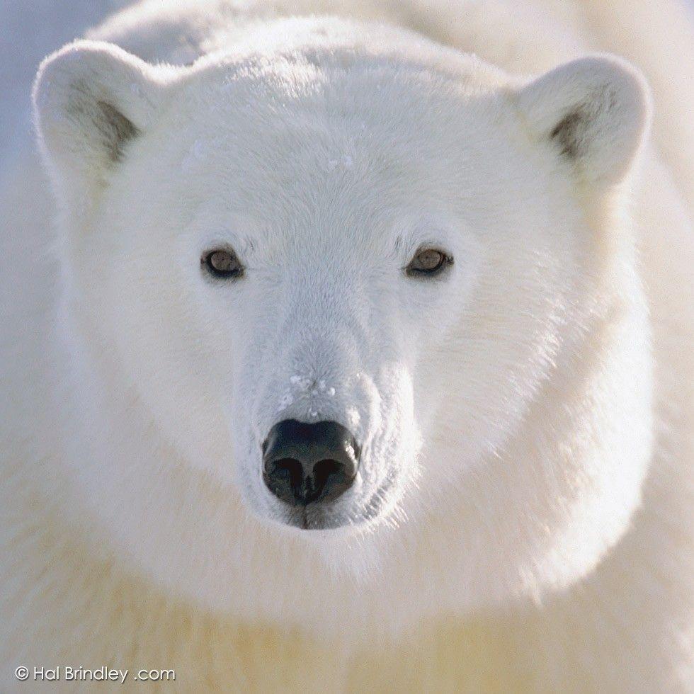 White Bear Wallpapers Wallpaper Cave