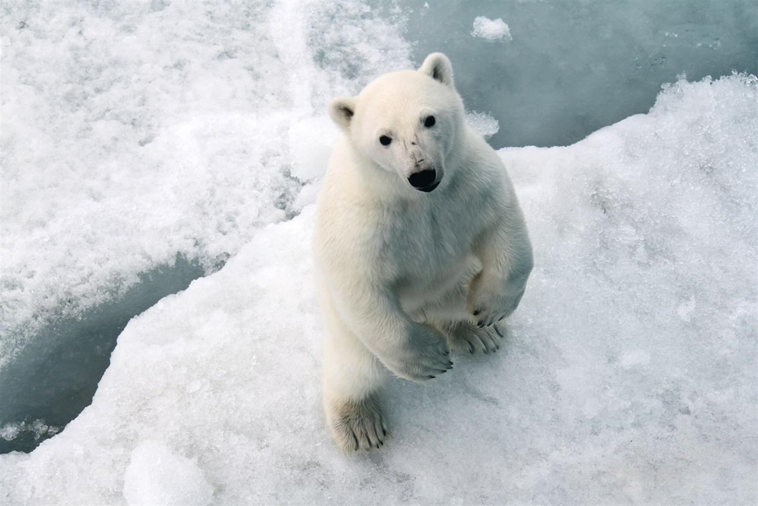 White Bear Wallpapers Wallpaper Cave