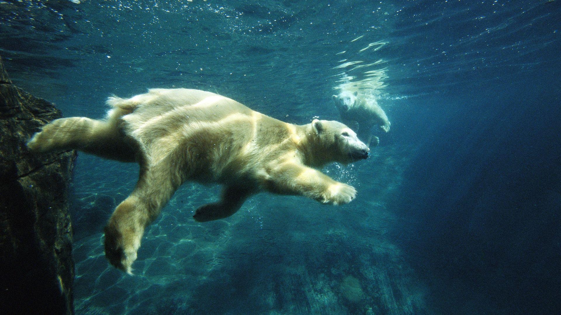 White Bear Wallpapers Wallpaper Cave