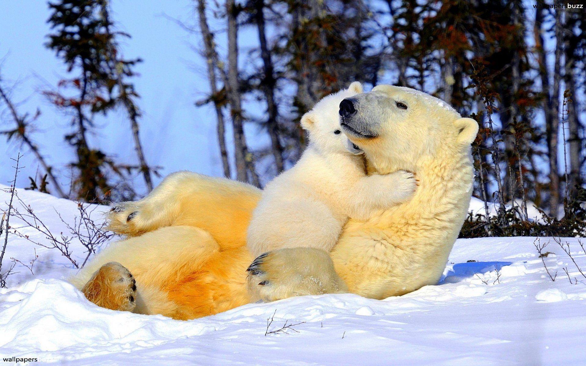 White Bear Wallpapers Wallpaper Cave