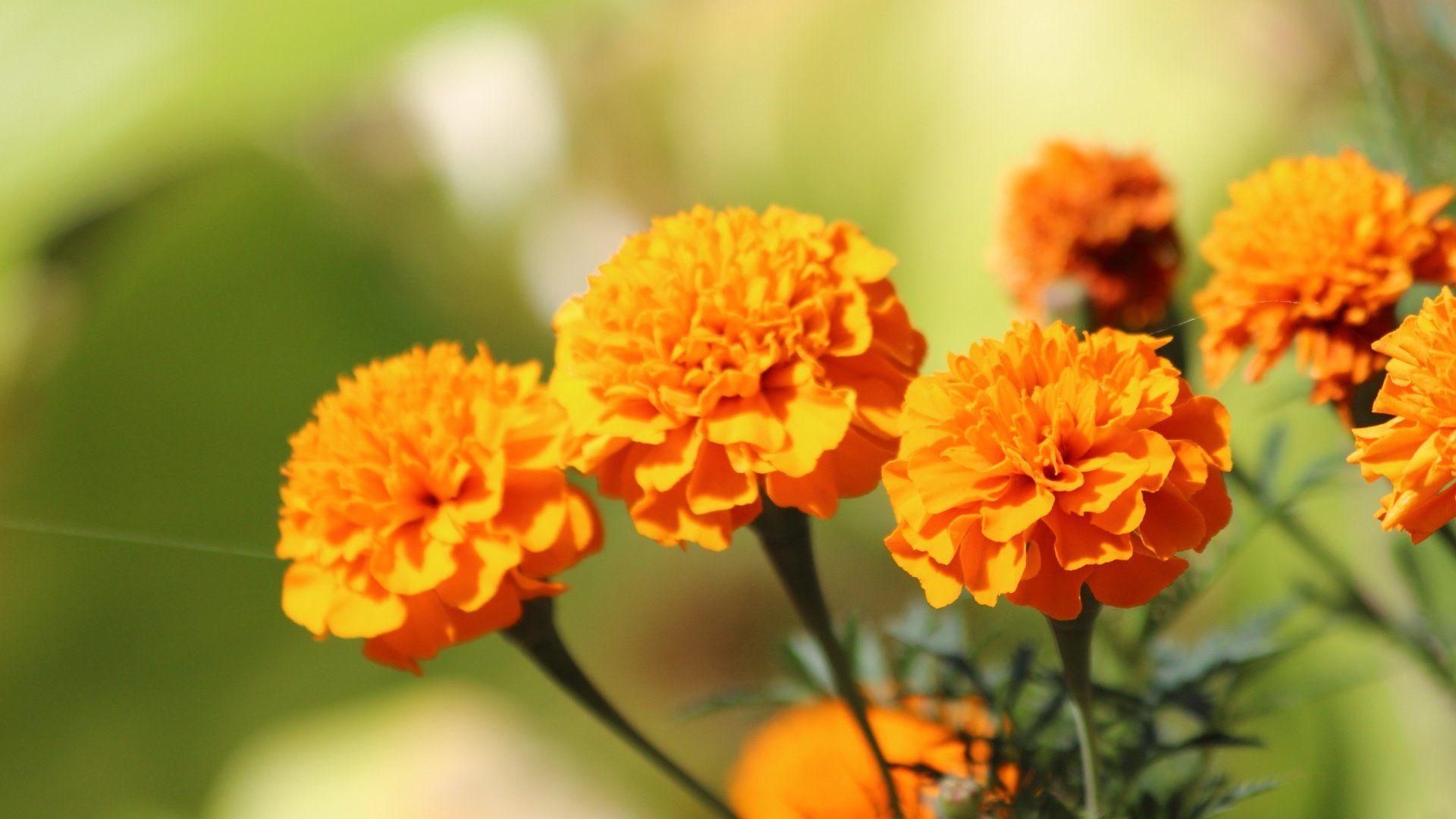 Marigold Wallpapers Wallpaper Cave