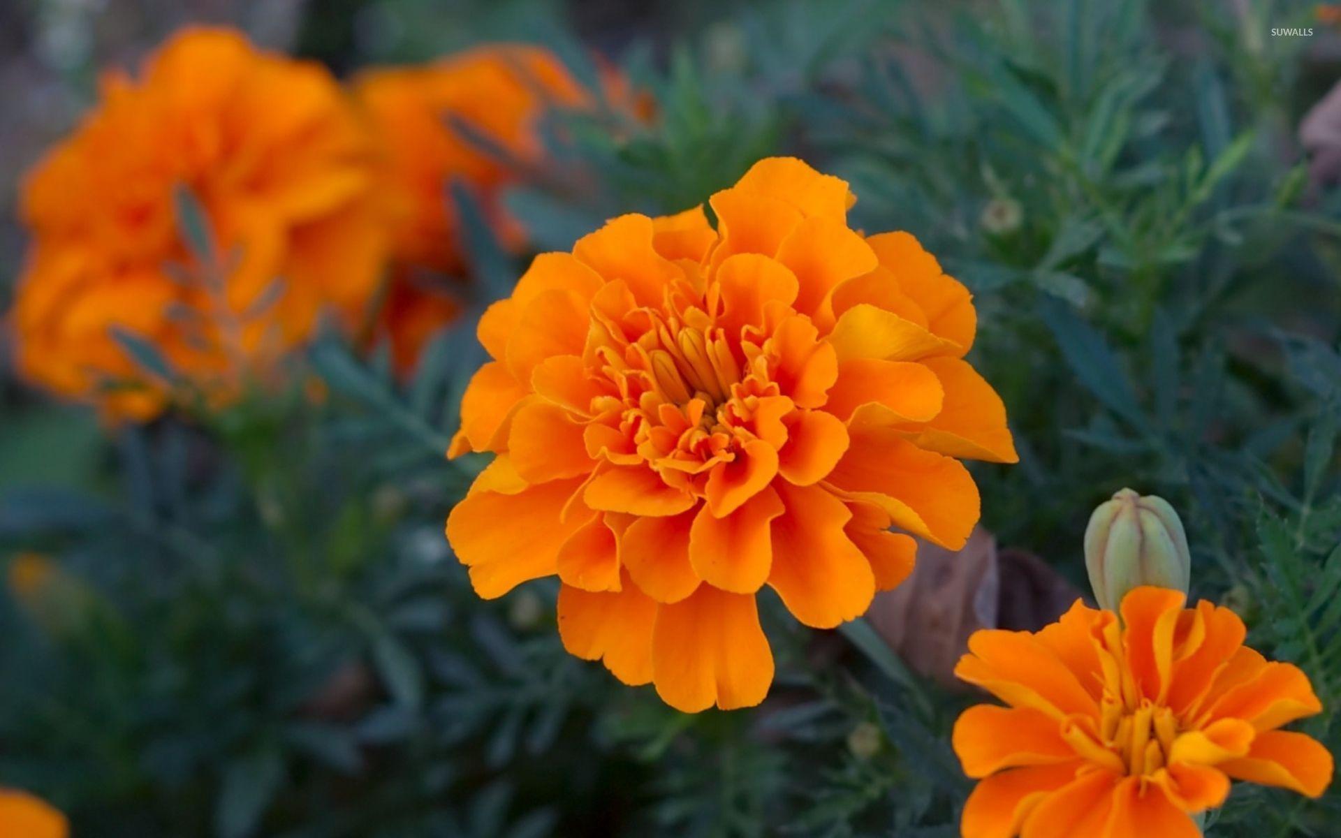Marigold Wallpapers Wallpaper Cave