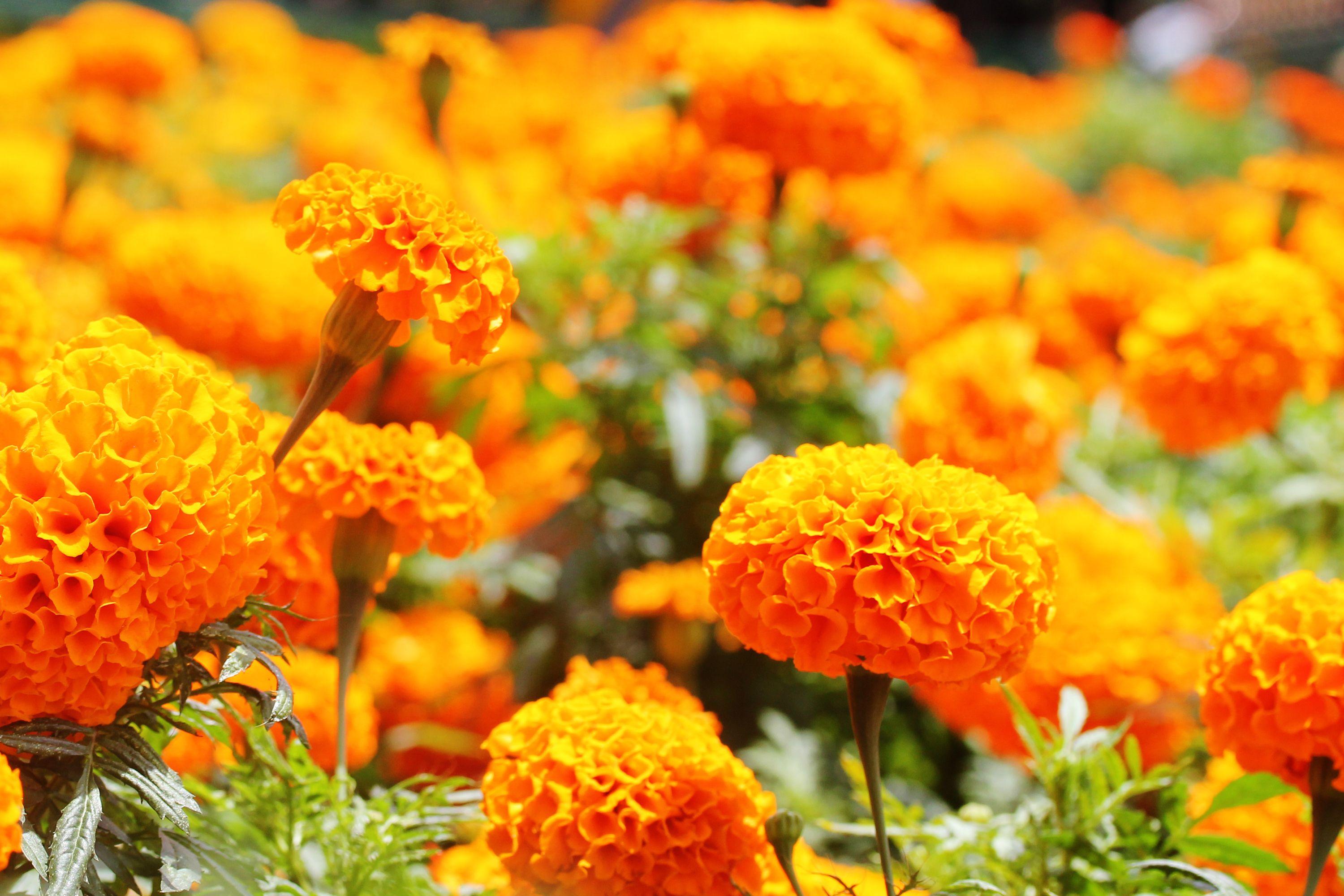 Marigold Wallpapers Wallpaper Cave