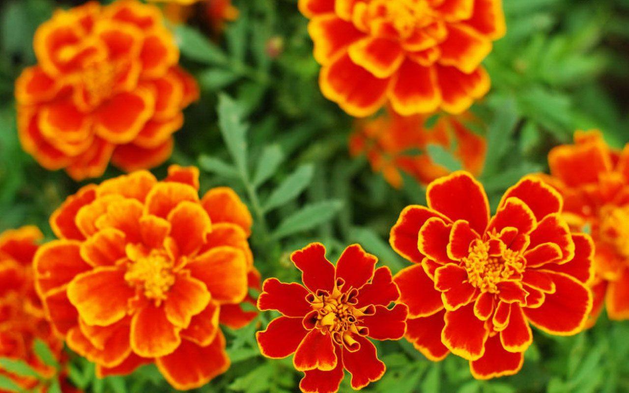 Marigold Wallpapers Wallpaper Cave